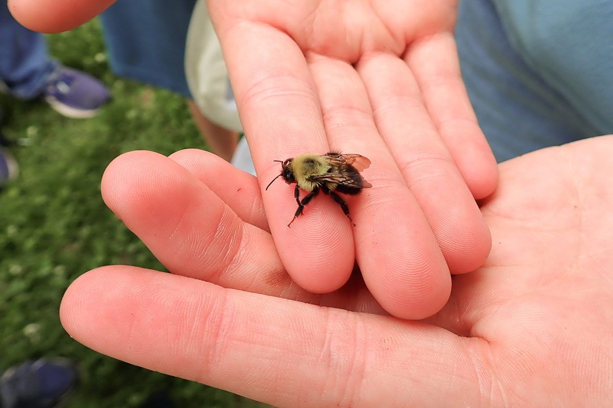 A bumble bee resting on a person’s gently cupped hands.