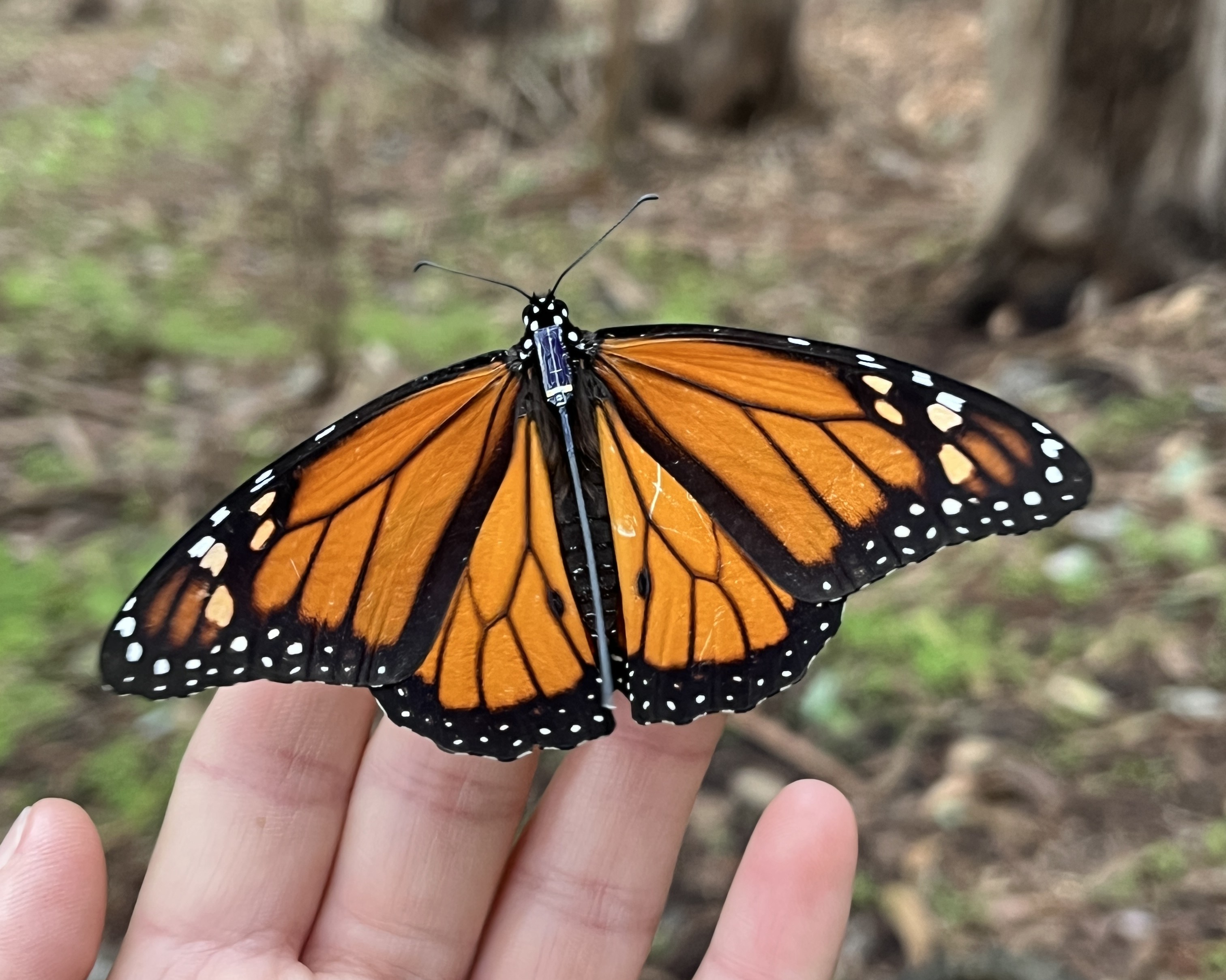 Closeup of monarch butterfly with radio tag on a volunteer's hand. Photo: Elena Oey/ Point Blue