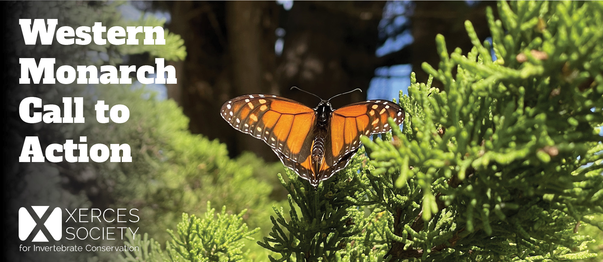 A monarch rests on evergreen branches within an overwintering grove. Text reads 