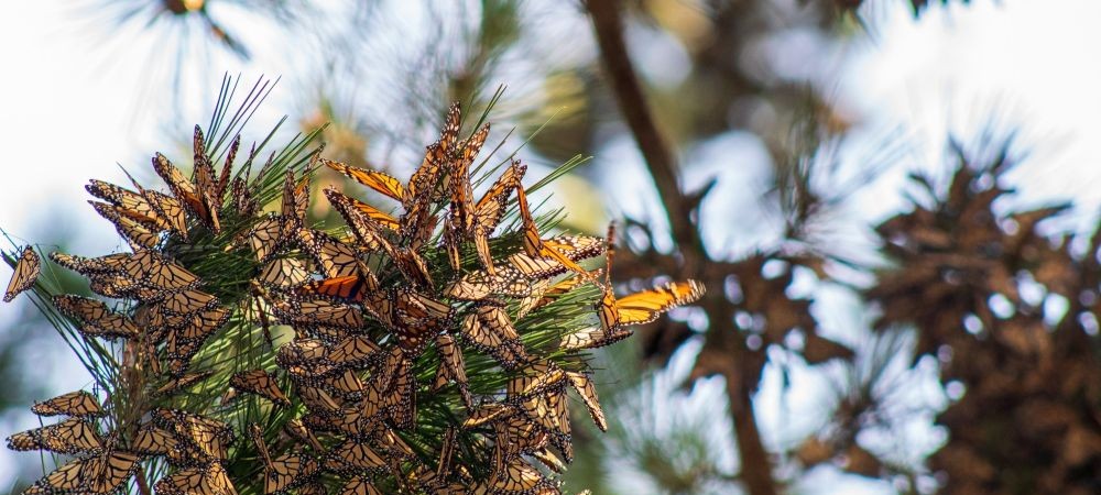 Western Monarchs cluster in a pine tree near Pacific Grove, CA in 2022. (Photo: Isis Howard, Xerces Society)