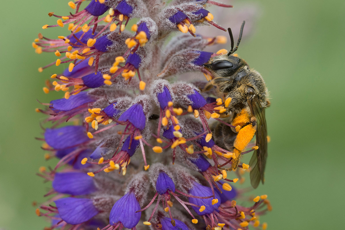  Up close with a mining bee as it clambers over the many small flowers of a leadplant.