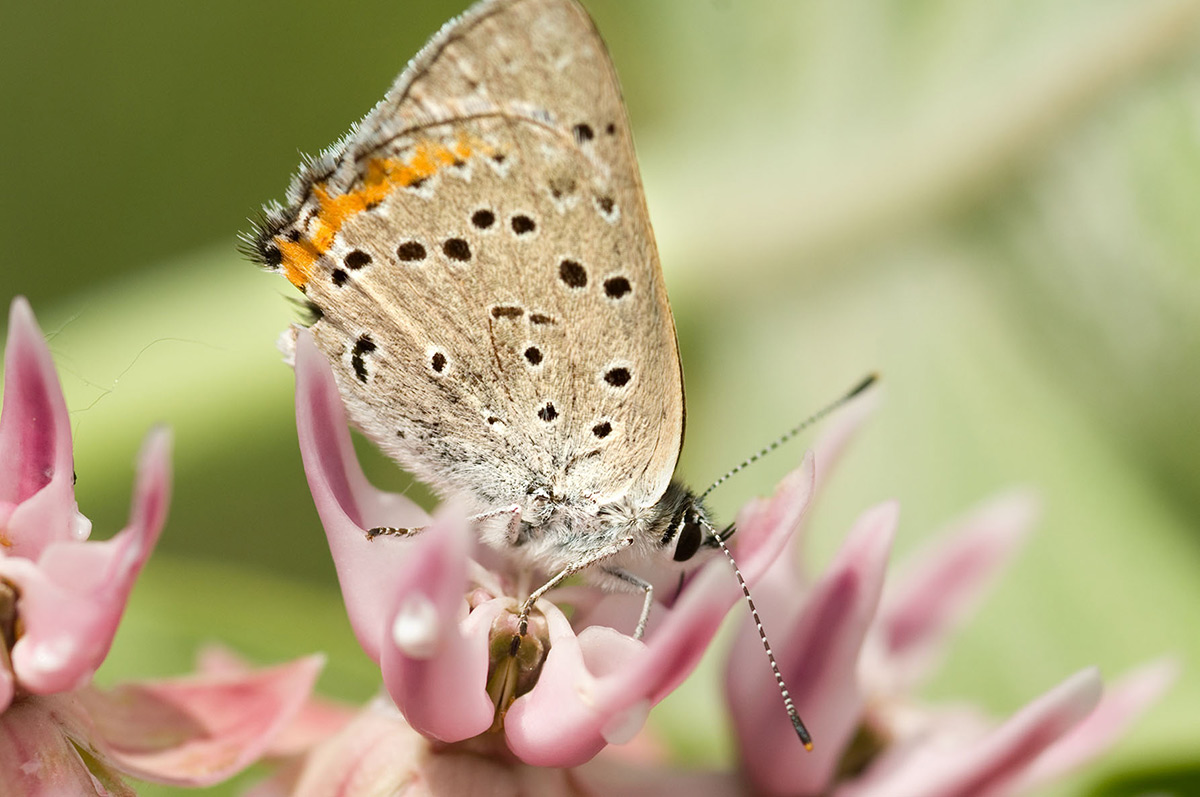 A small grey butterfly with black spots on its wings sitting amidst the pink flowers of a showy milkweed.