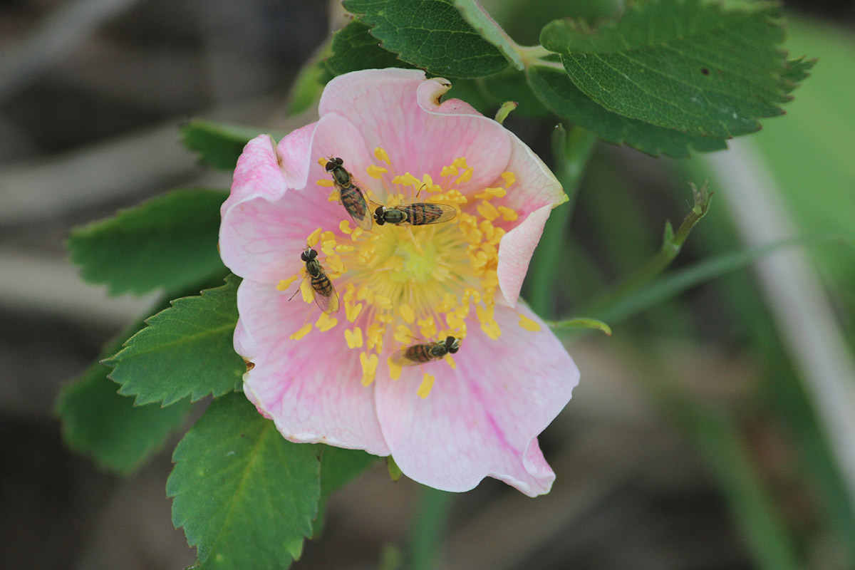 Four insects visiting a pink flower. While they sort of look like bees from a distance, on second look they are flies.