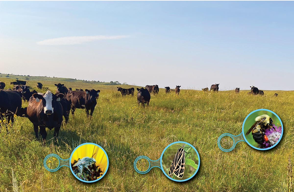 A herd of cattle grazing in a prairie. Inset photos highlight the wildflowers amongst the grasses, and the bees and butterflies that are feeding on these flowers.