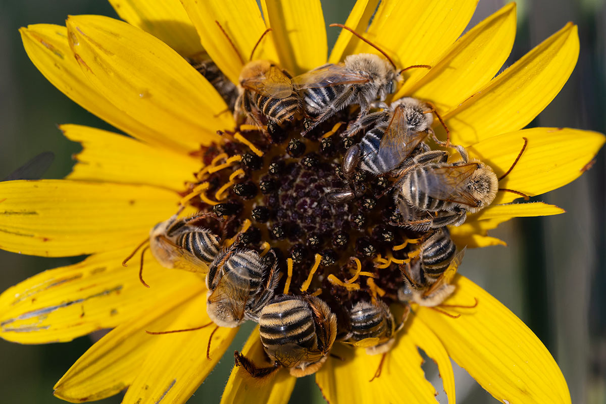 Many bees all on one sunflower.