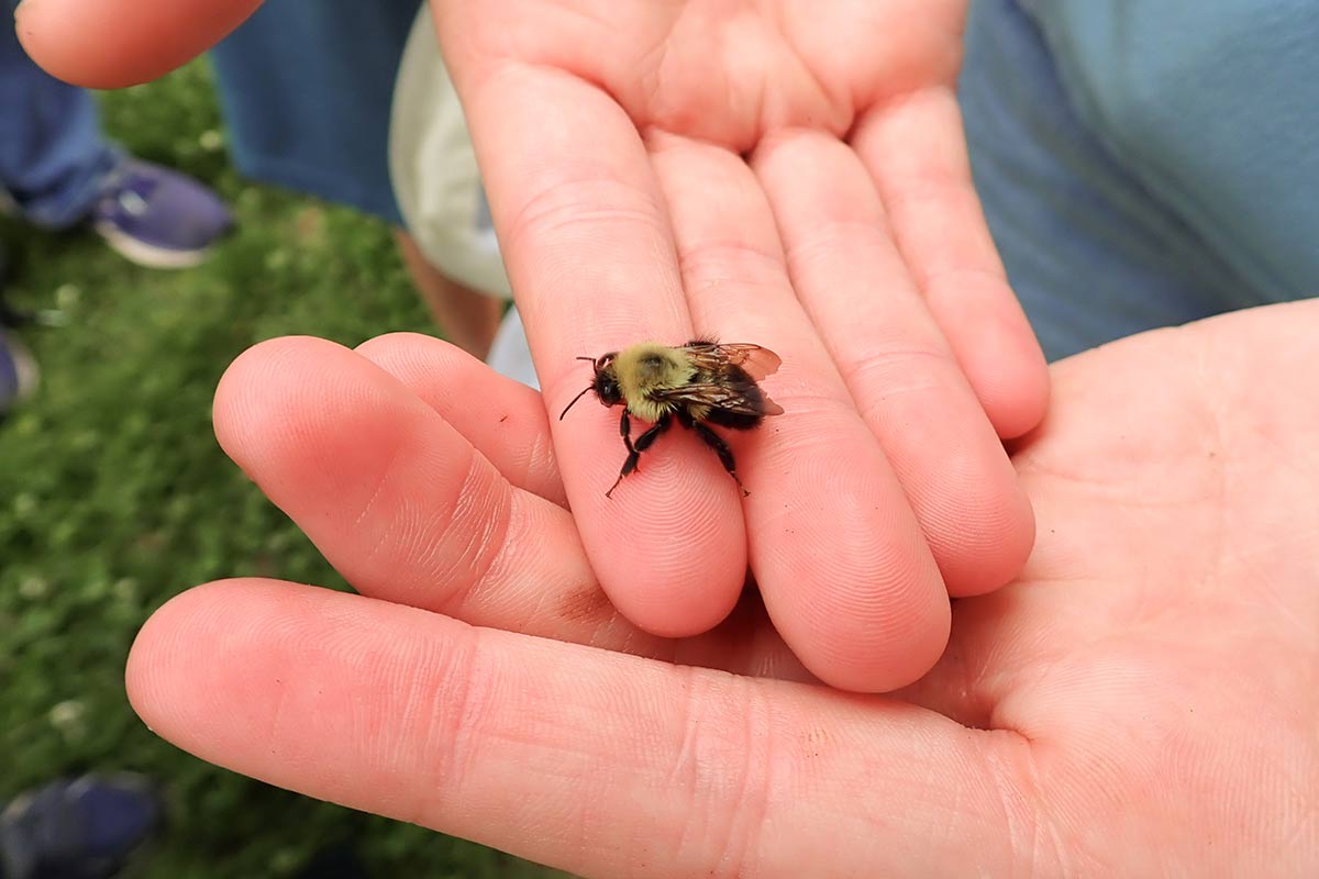 A bumble bee resting atop a person’s open palm.