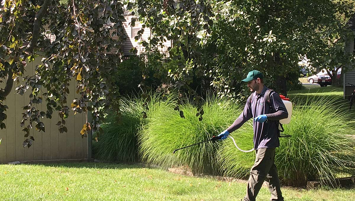 A worker spraying pesticides onto the front lawn of a building.