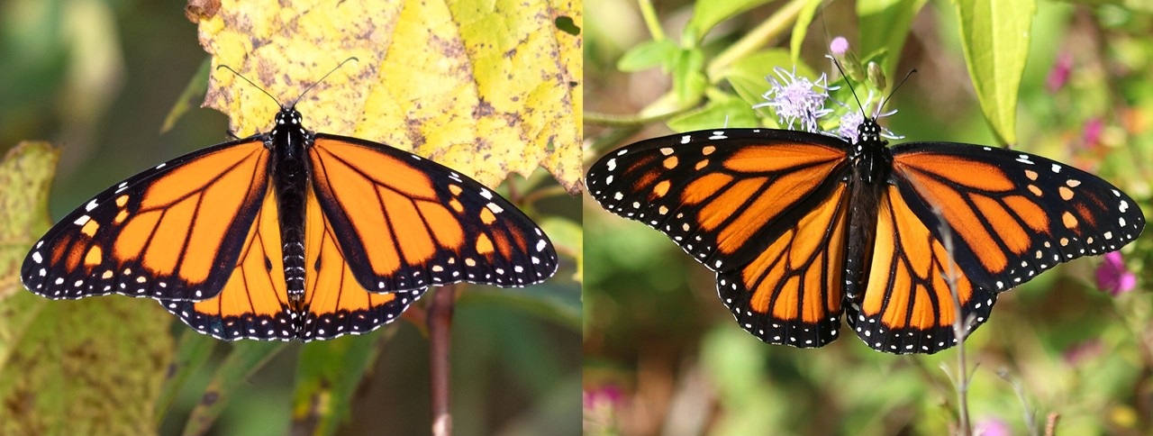 Photos of a male and female monarch sitting in a similar position, so that the top of their wings are visible. 