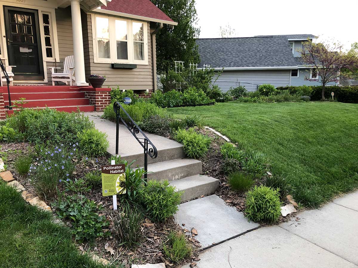 A pollinator habitat, with several native flowers, next to a grass lawn.