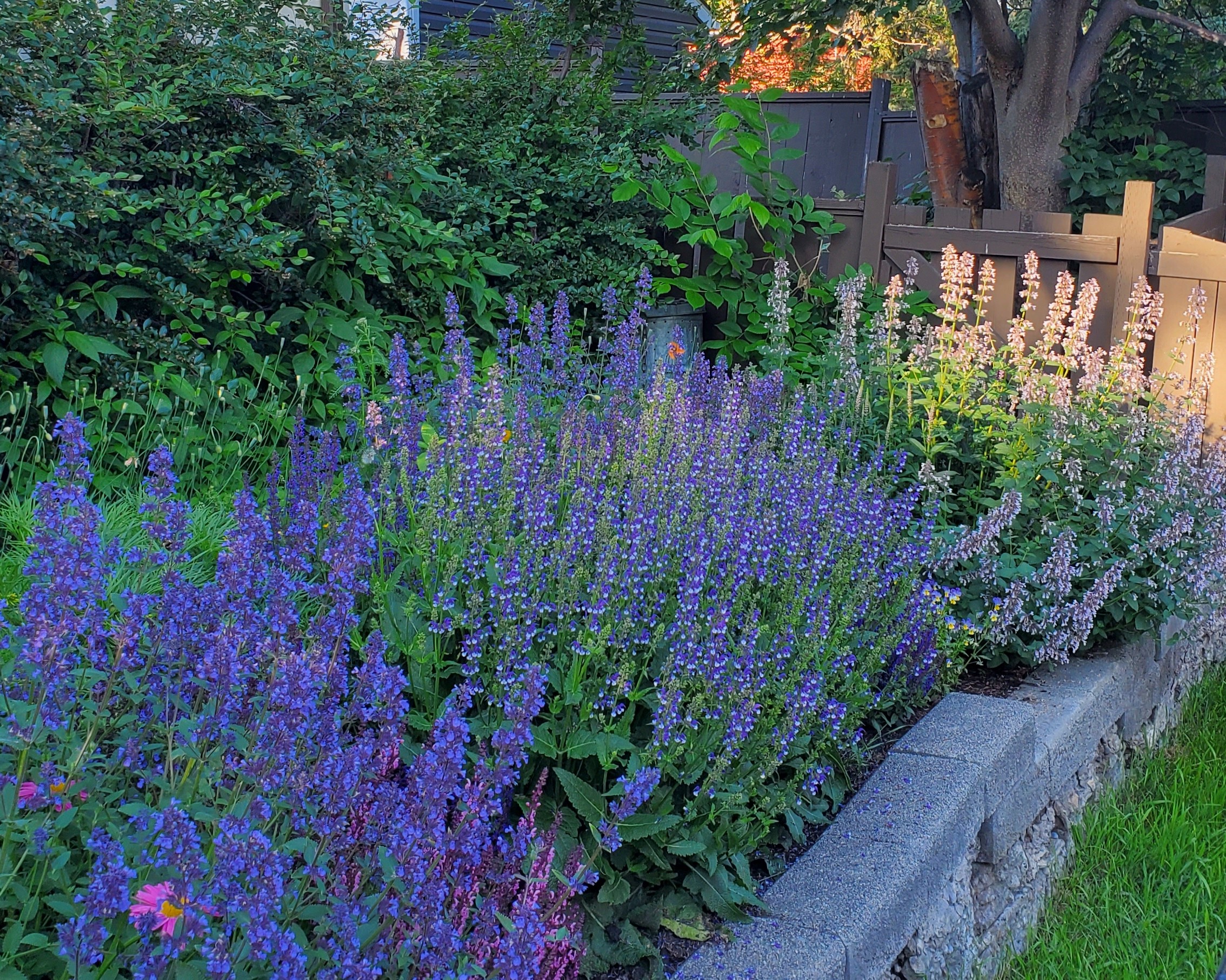 purple salvia grows along a stone garden border