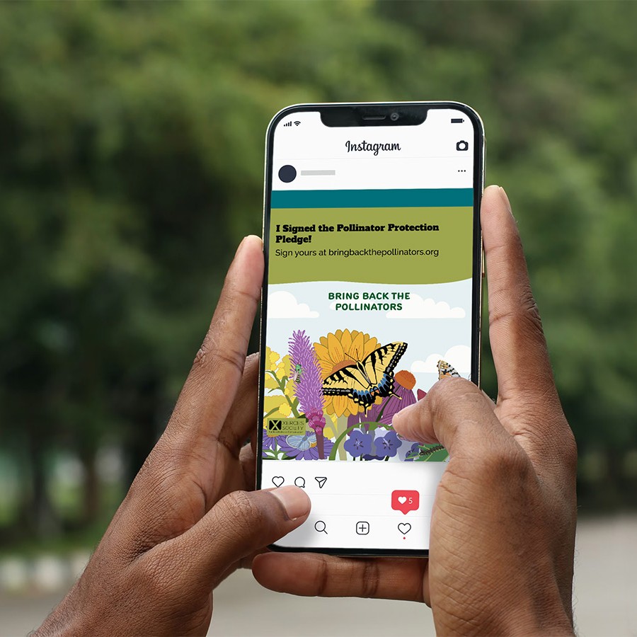 Photo of a person holding a smartphone outdoors, with an Instagram post on the screen showing a “Bring Back the Pollinators” graphic and a colorful pollinator garden illustration with butterflies and flowers
