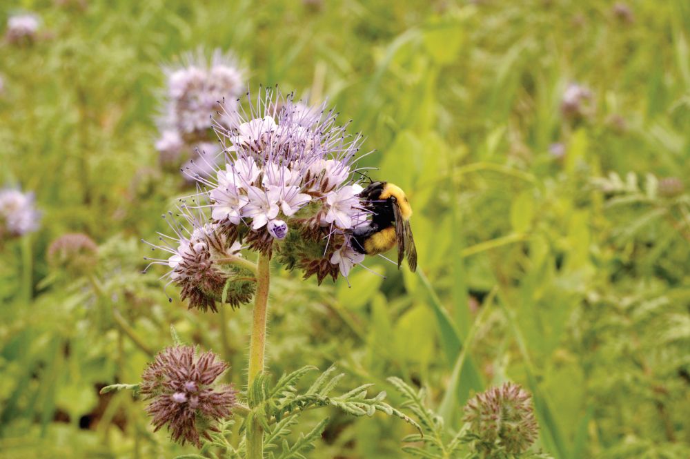 Bumble bee nectars on lacy phacelia, a cover crop