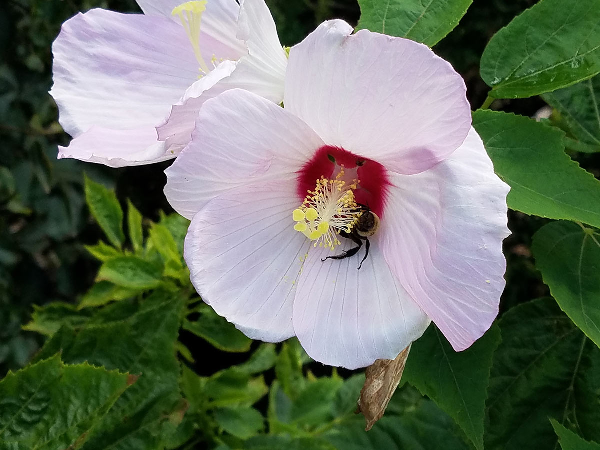 A hibiscus bee (Ptilothrix bombiformis) visiting a crimsoneyed rosemallow (Hibiscus moscheutos) flower