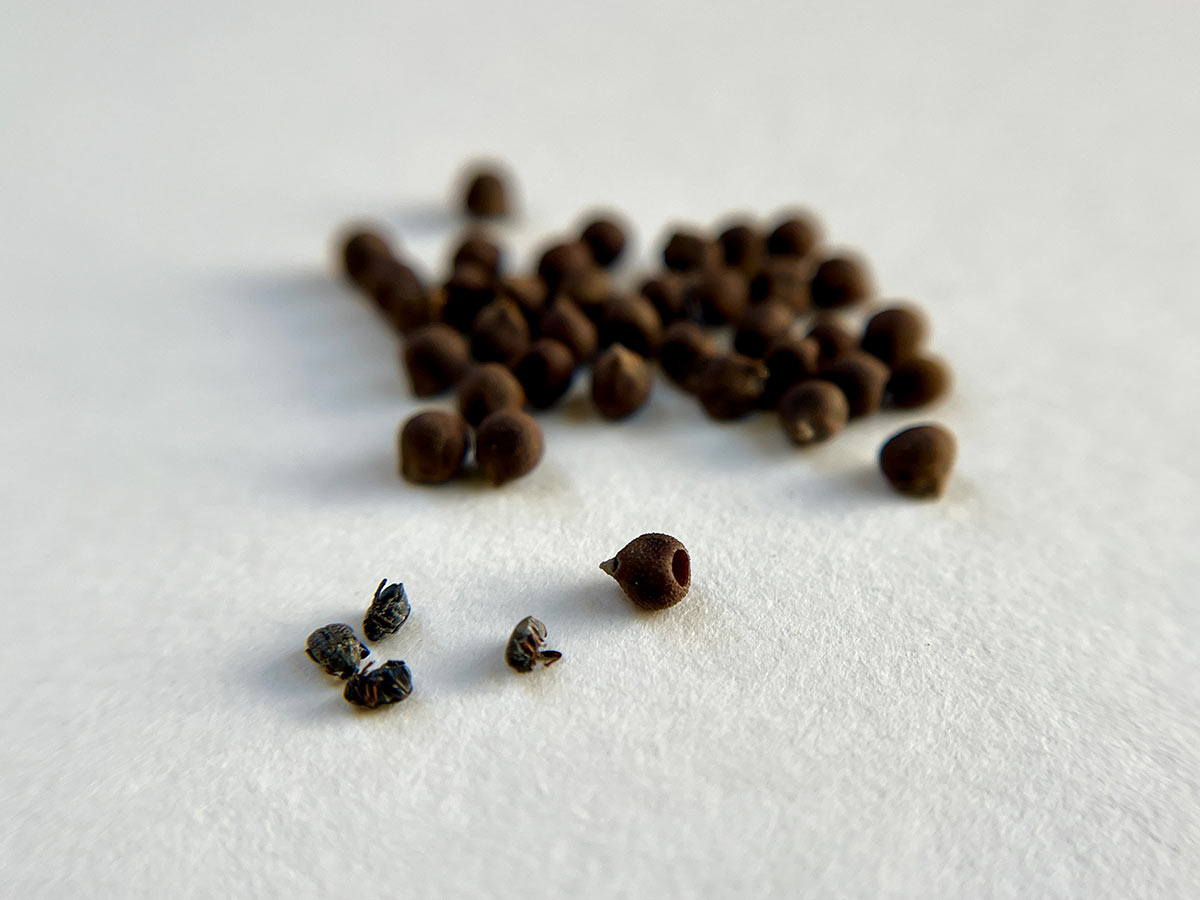 A pile of hibiscus seeds, alongside a single seed with a hole in the bottom and a few beetles
