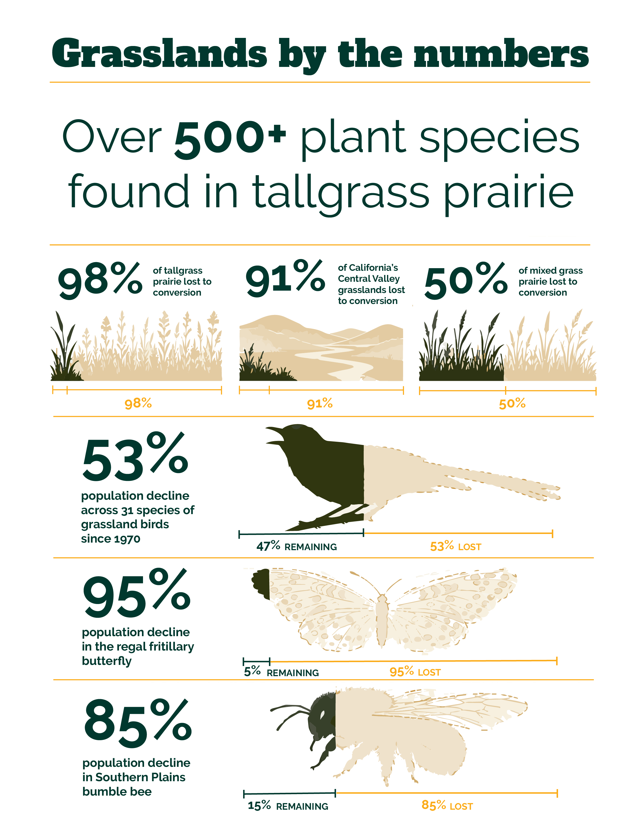 Grasslands by the numbers. Over 500+ plant species found in tallgrass prairie. 98% of tallgrass prairie lost to conversion 91% of California’s Central Valley grasslands lost to conversion 50% of mixed grass prairie lost to conversion 53% population decline across 31 species of grassland birds since 1970 95% population decline in the regal fritillary butterfly 85% population decline in Southern Plains bumble bee”