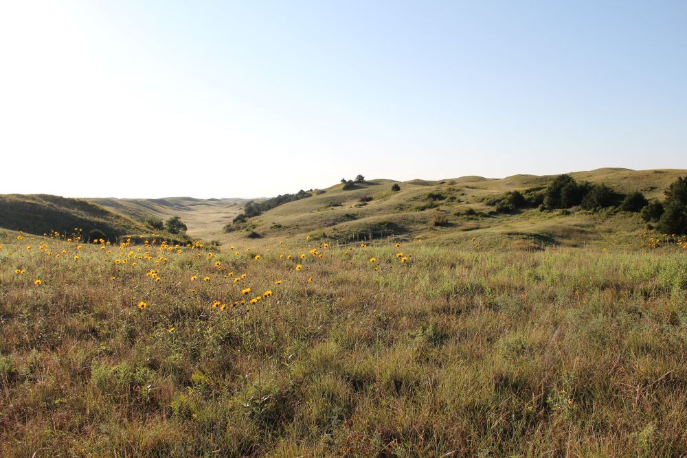 Grasslands covering low hills, with yellow wildflowers blooming amidst the grasses.
