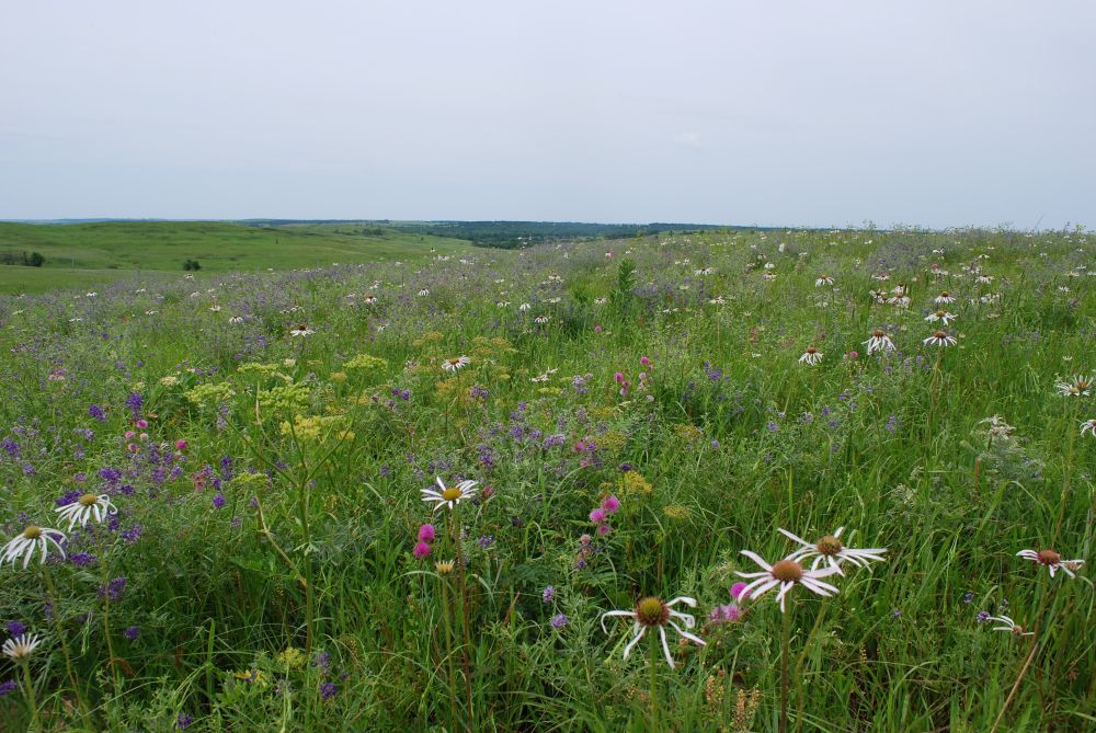 A prairie with many different species of native flowers