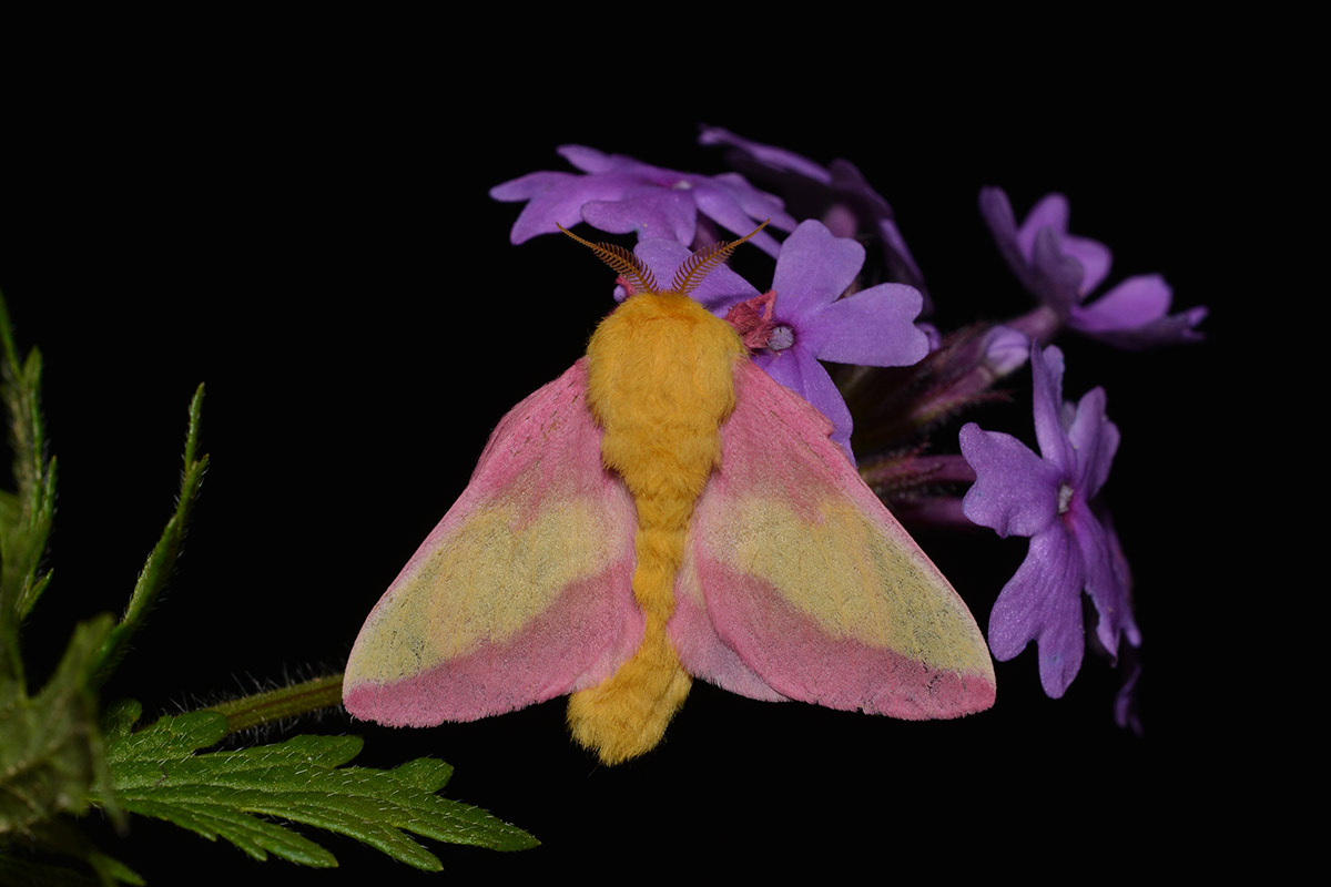 A rosy maple moth showing off its distinctive pink and yellow colors. Its feathery antennae are also visible.