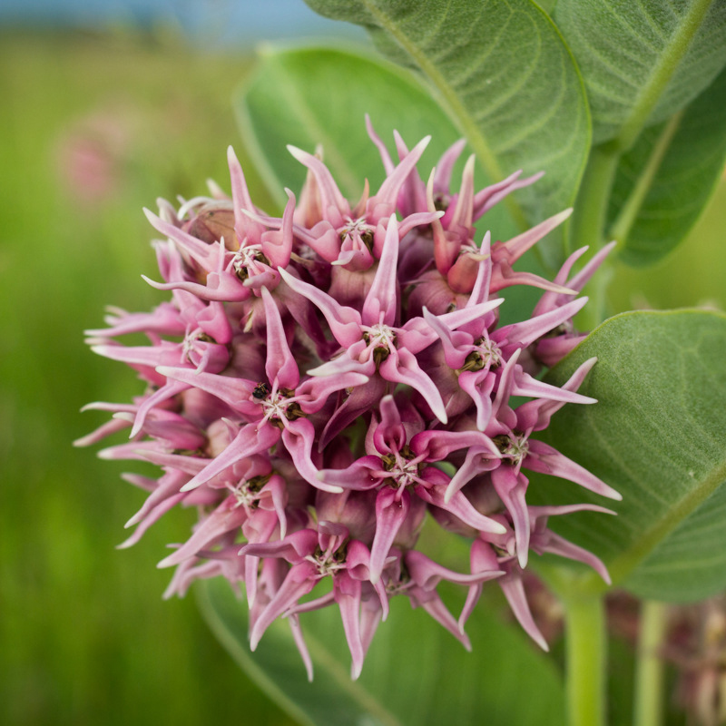 Native Milkweed