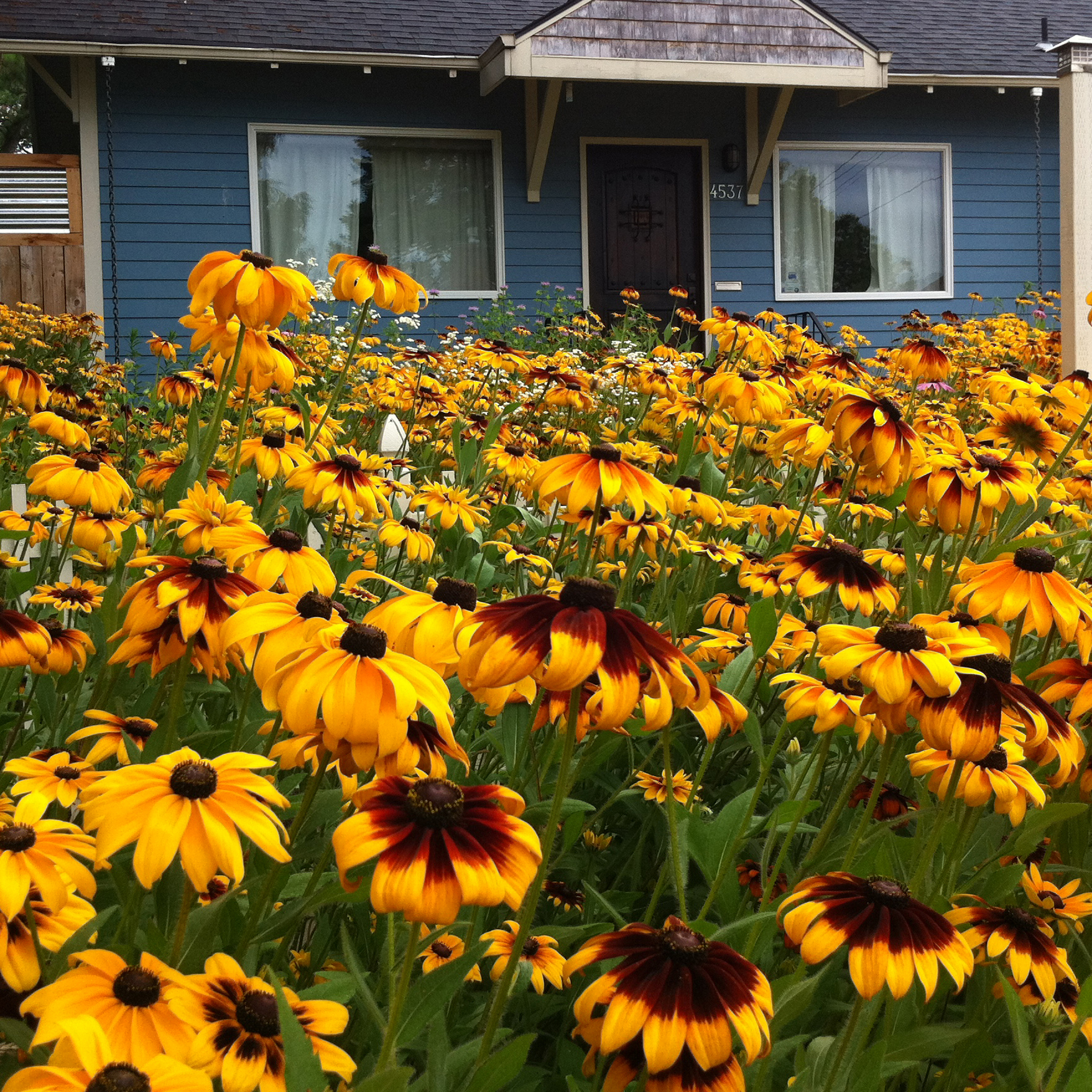 A yard bursting with bright yellow black-eyed Susans nearly obscures the blue house behind it.