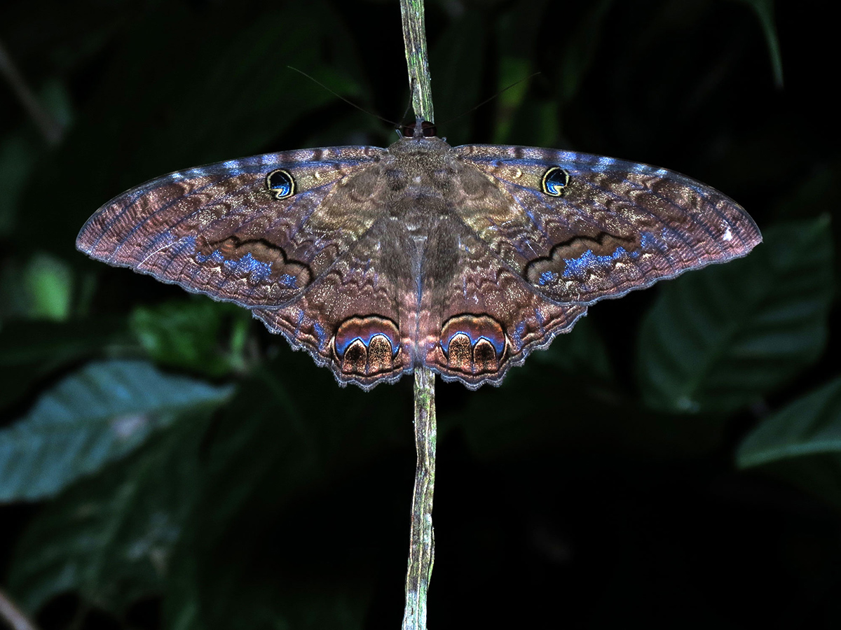Iridescent black witch moth