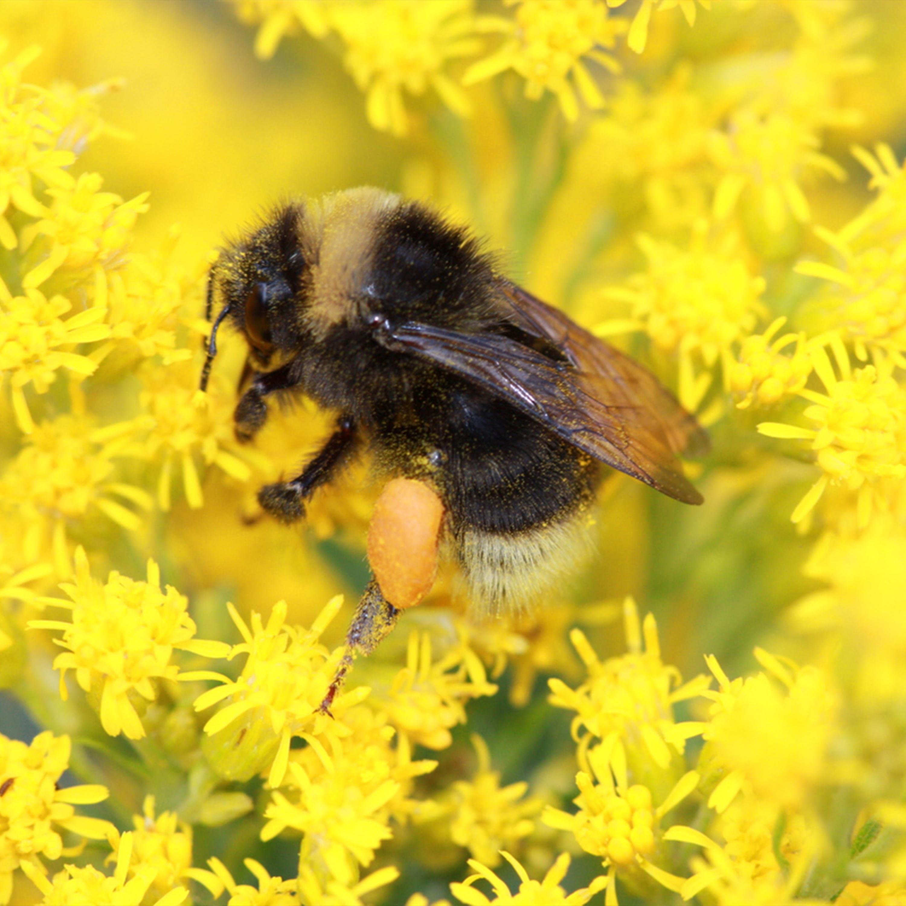 Native Plant, Seed, and Services Directory