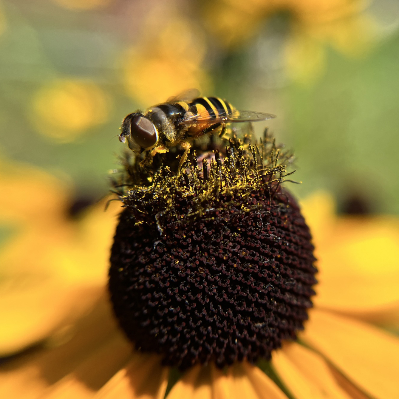 Pollinator-Friendly Plant Lists