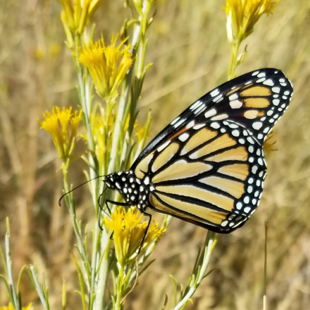 A monarch perches on a stalk with multiple yellow, brushy flowers.
