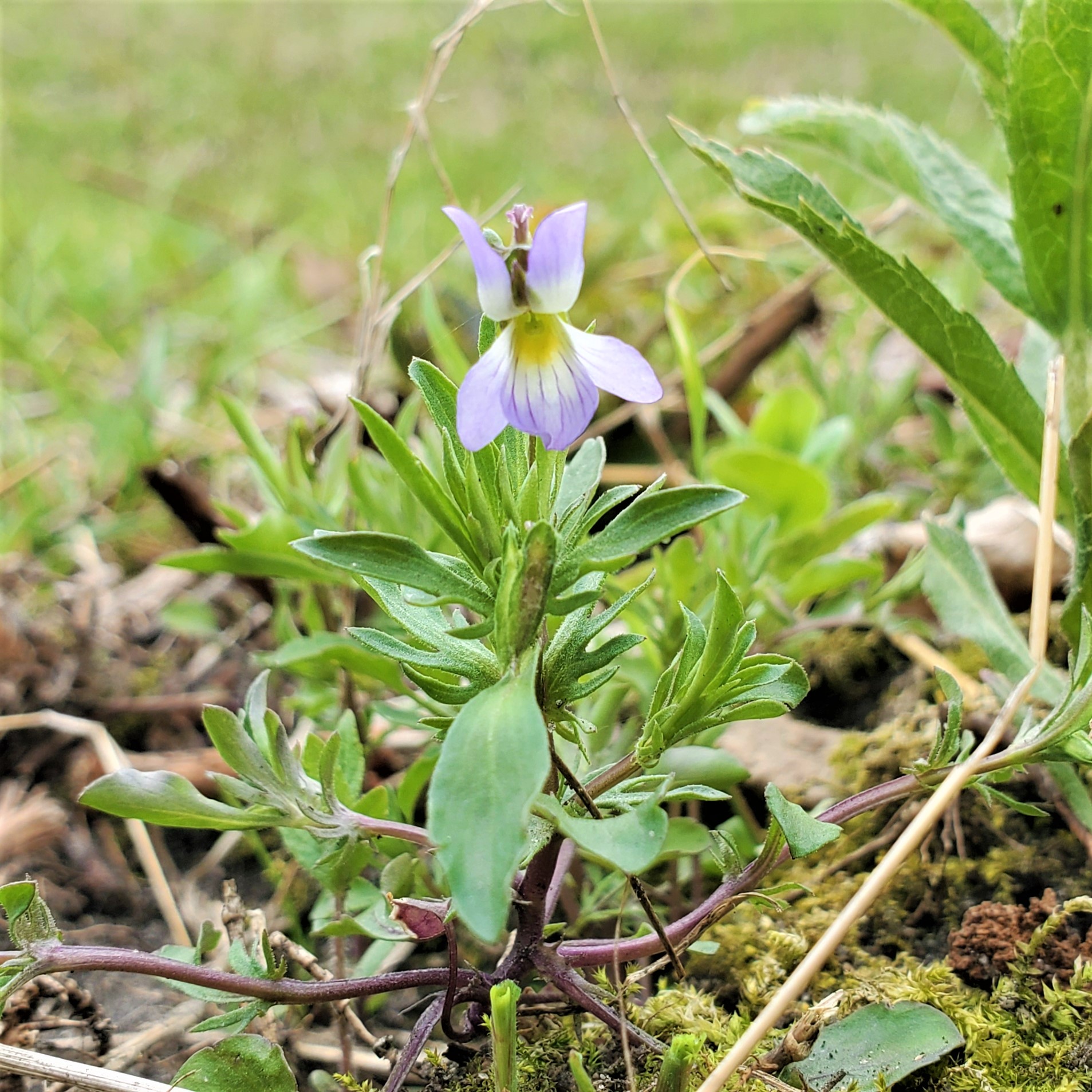 The wild pansy is a tiny flower with pale purple petals