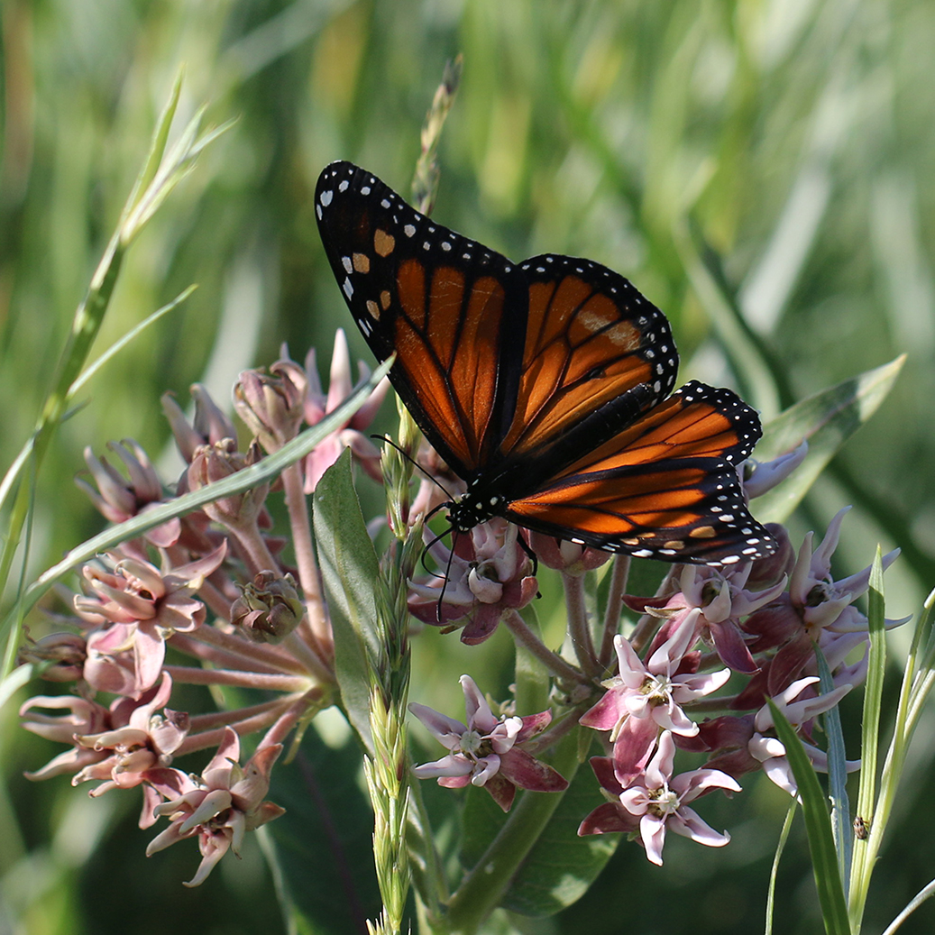 A monarch perches on pink milkweed flowers.