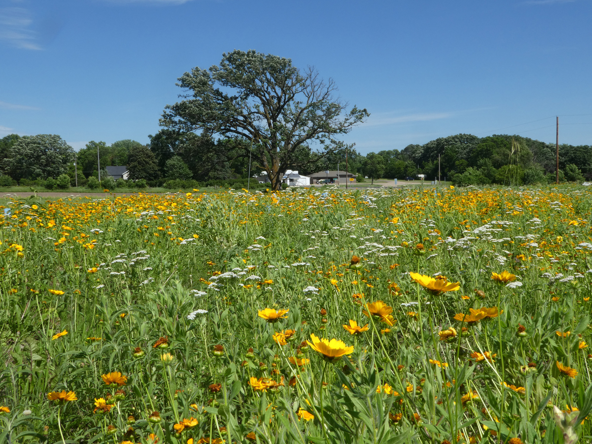 A field of yellow and white wildflowers bloom in the sunshine. A spreading tree and farm building are in the background.