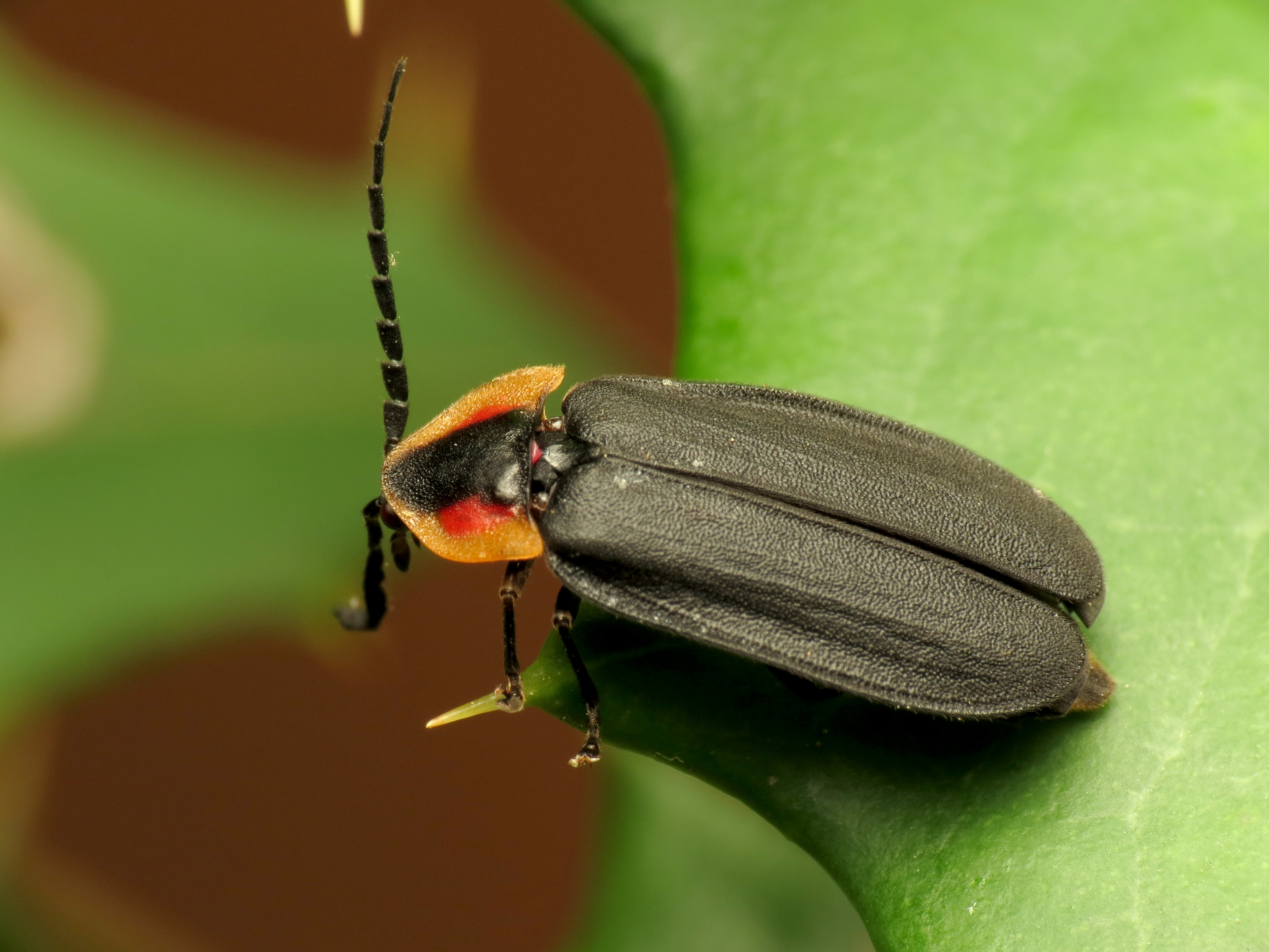 Firefly insect