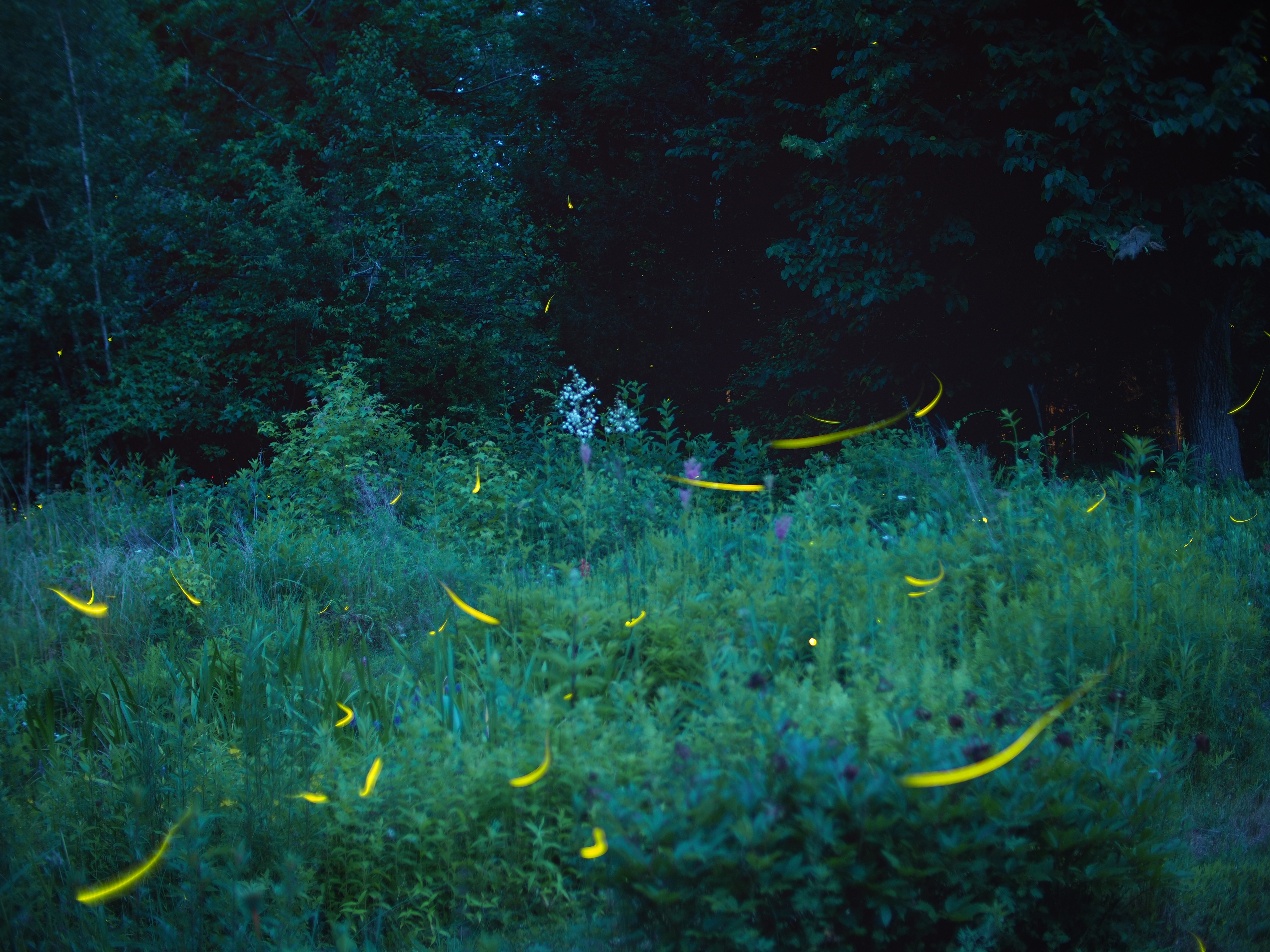 "Fireflies are charismatic beetles best known for their bioluminescent flashes and light shows as shown here"