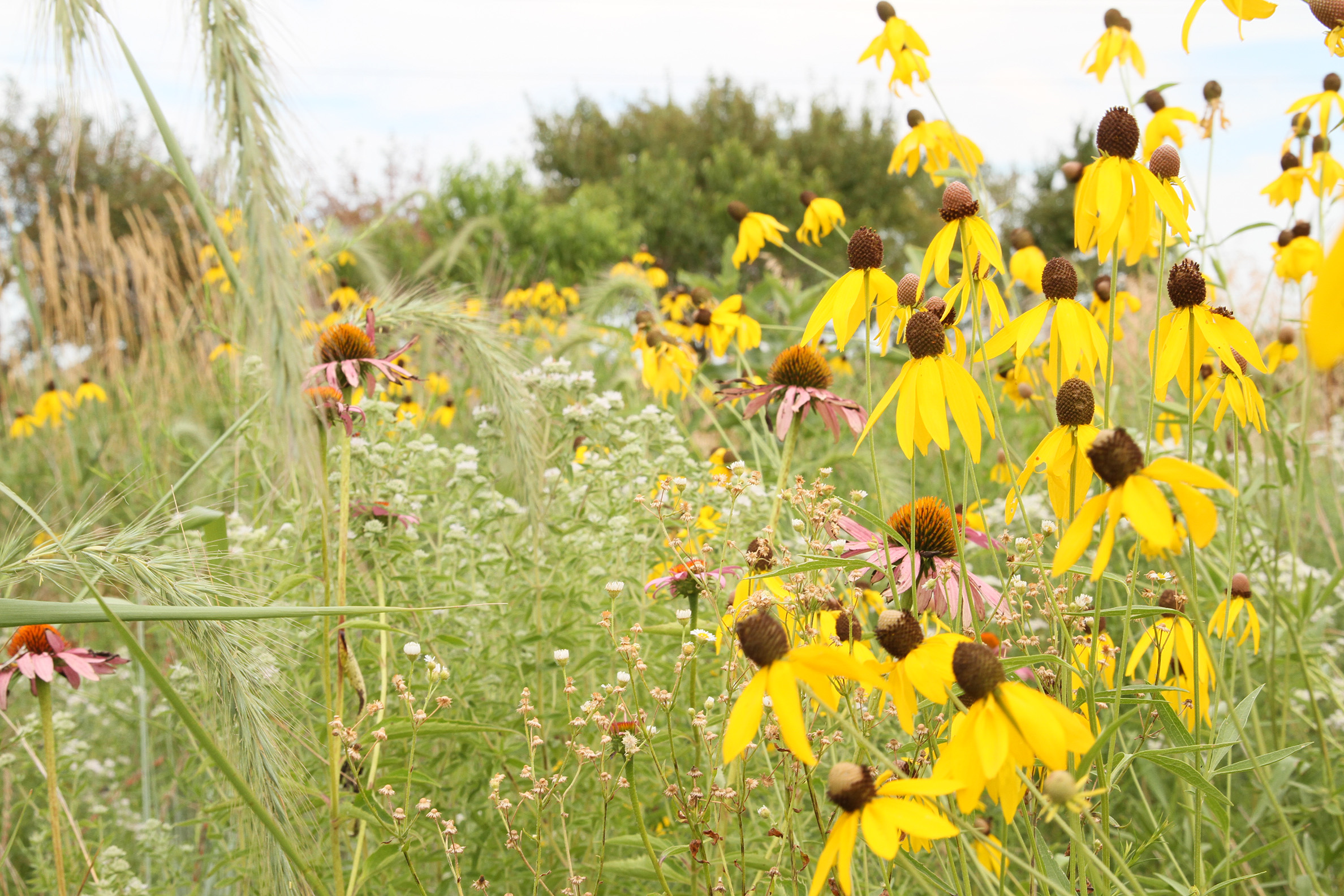 A patch of pollinator habitat on a farm in Iowa is a mass of yellow, white, and purple flowers