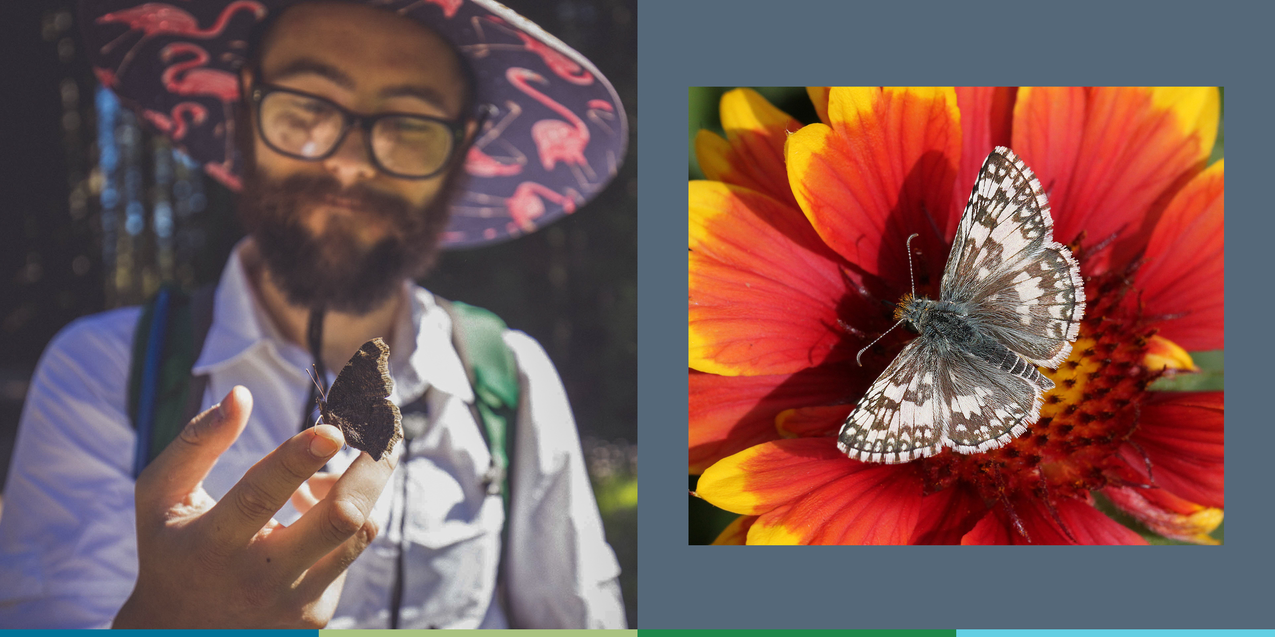 This composite image shows, on the left, a young bearded man admiring a butterfly sitting on his fingers and, on the right, a small brown and white butterfly resting in the center of a red and yellow flower