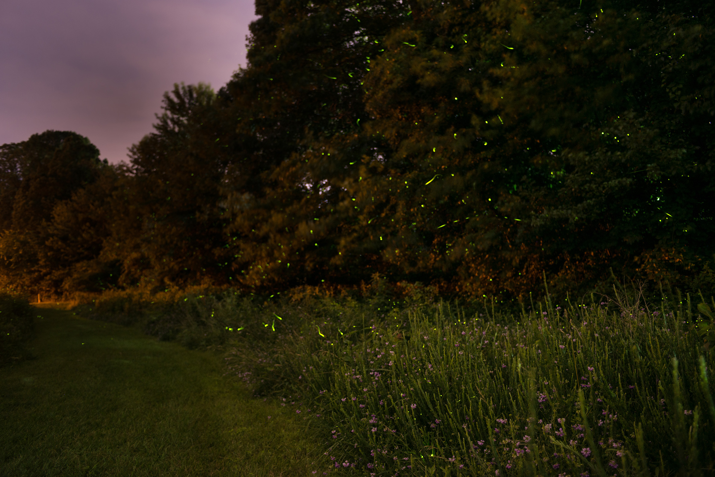 Against a backdrop of dark trees, the bright green flashes of fireflies fill the evening air.