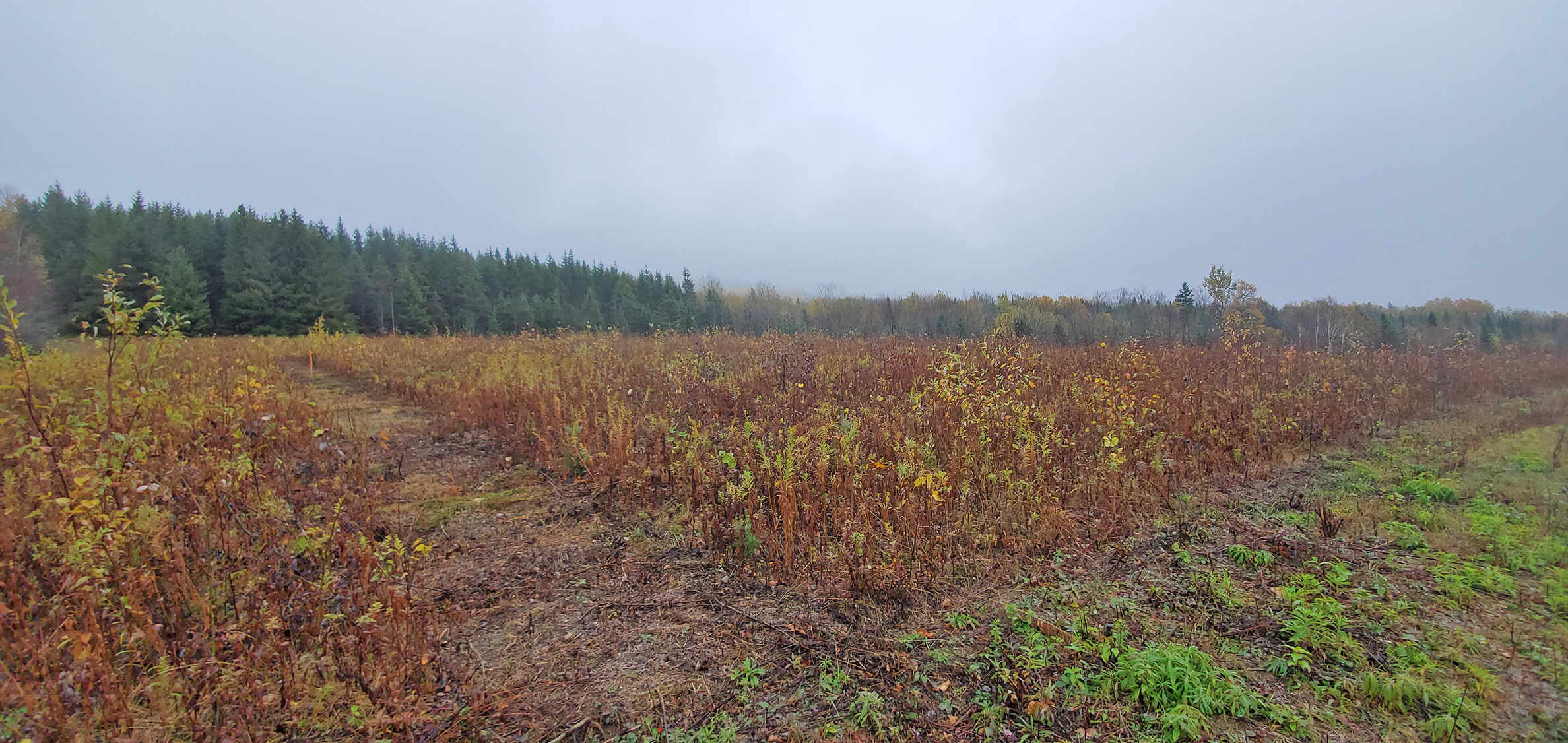 Under a gray sky, the plants in this meadow have turned brown and yellow-green in the late fall