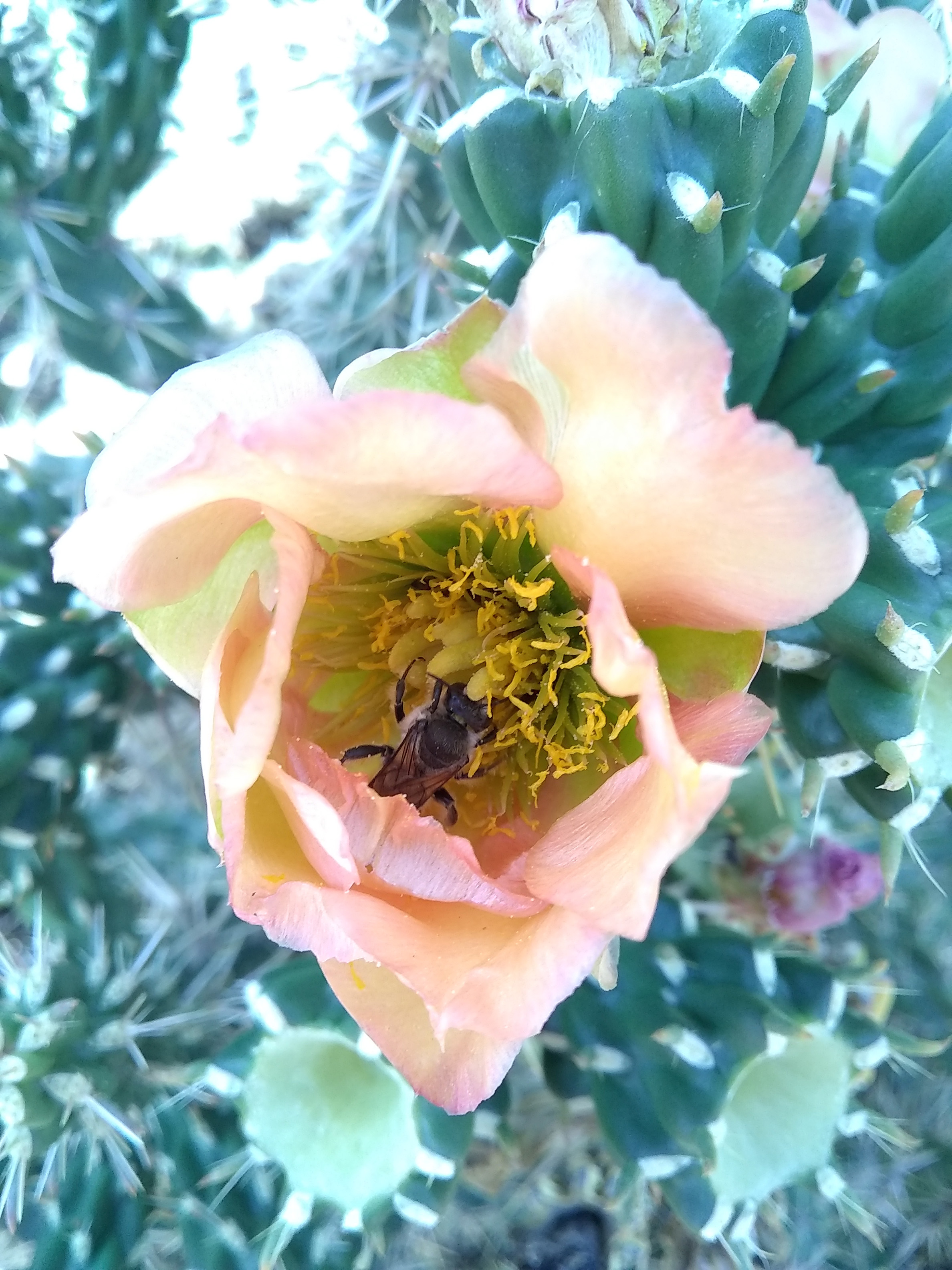 A brown bee forages deep inside the pale pink-yellow flower of a cholla cactus