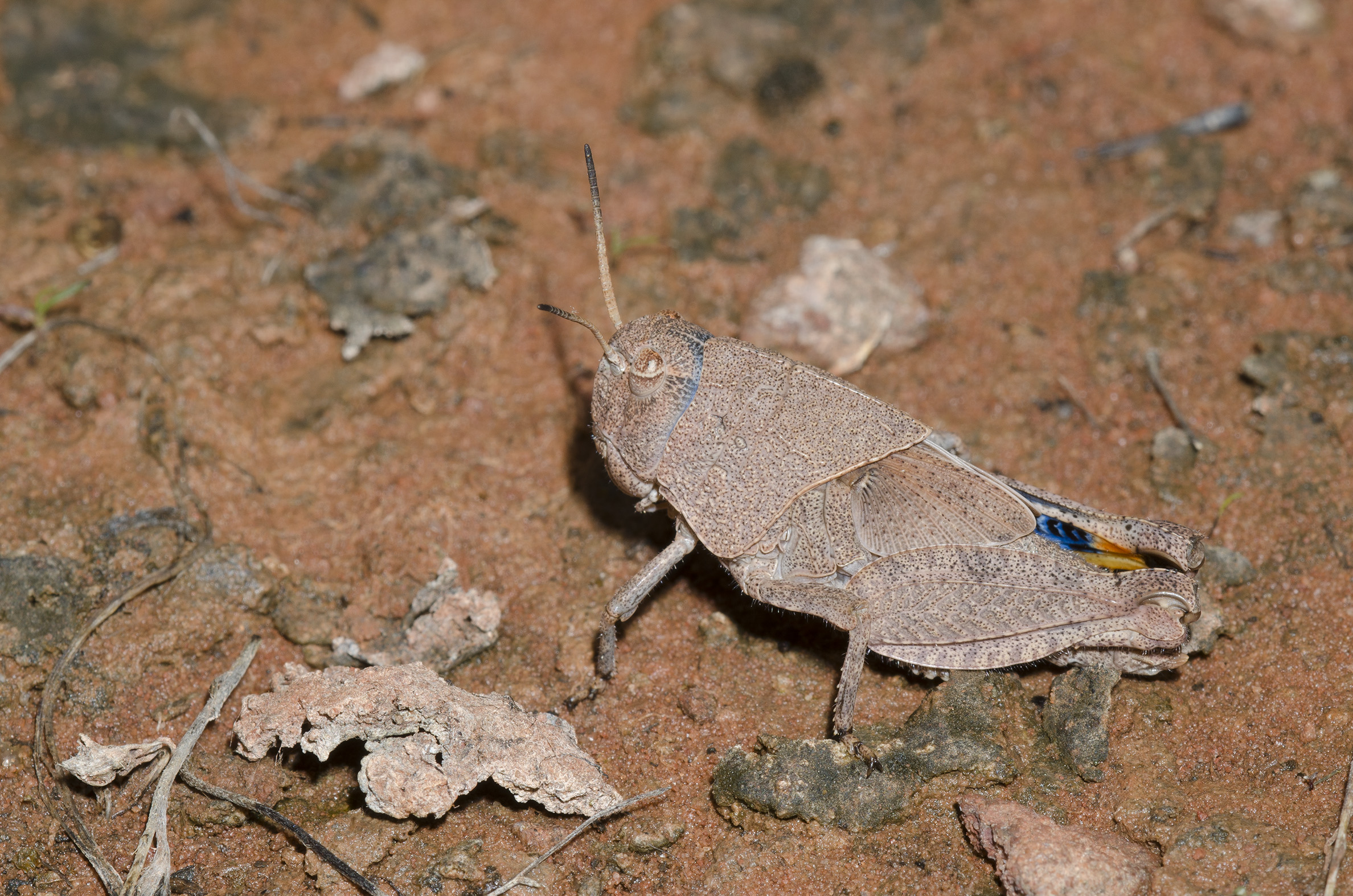 The reddish coloration of this grasshopper nymph makes it hard to see against the red soil. A patch of bright blue can be seen on it's hid leg.