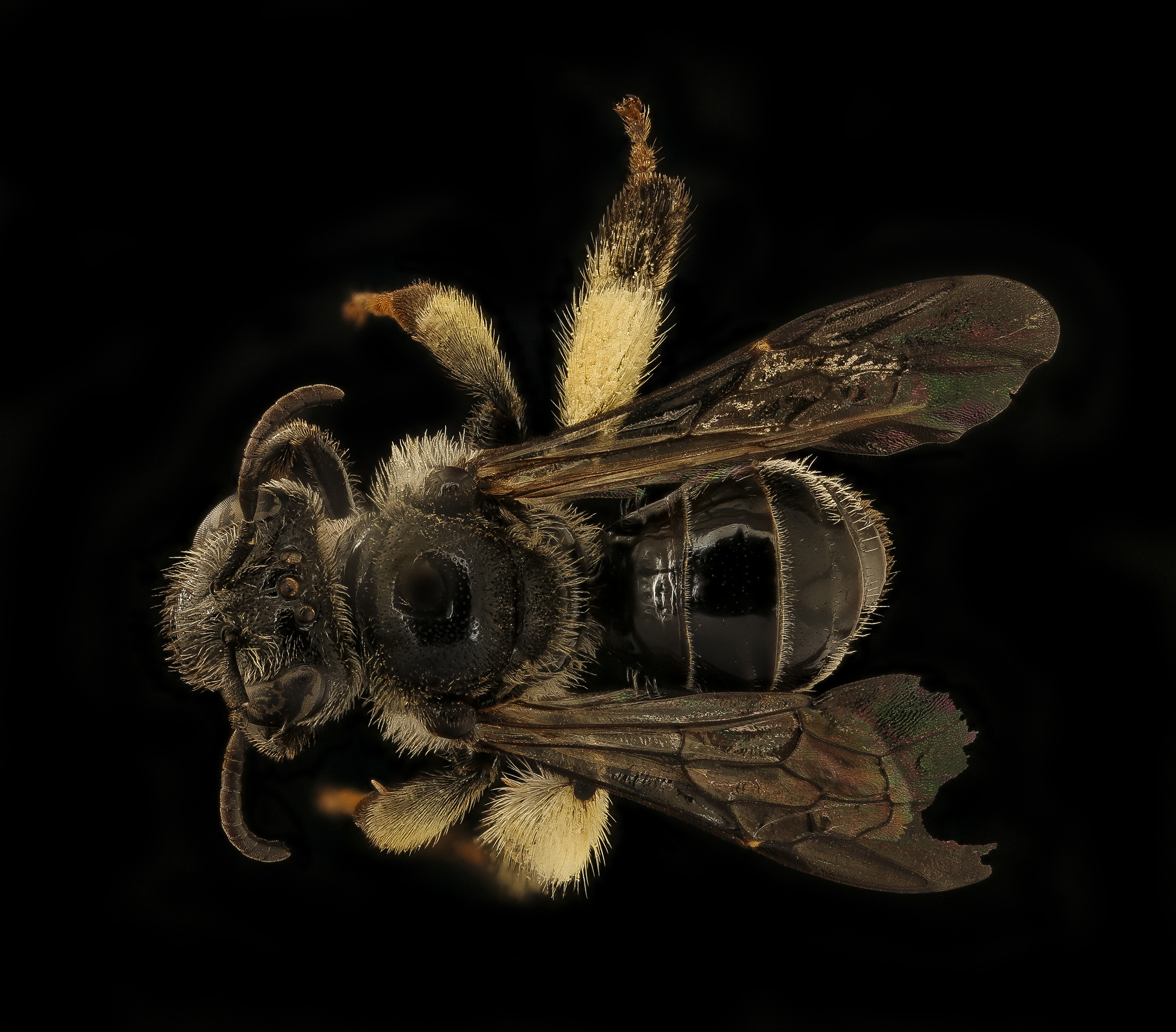 A super close-up photo of a bee shows every detail of its body. The bee is dark, almost black, and very shiny, with pale brown hairs on it's head and thorax. Its legs have patches of long, dense hairs in which it can carry pollen.