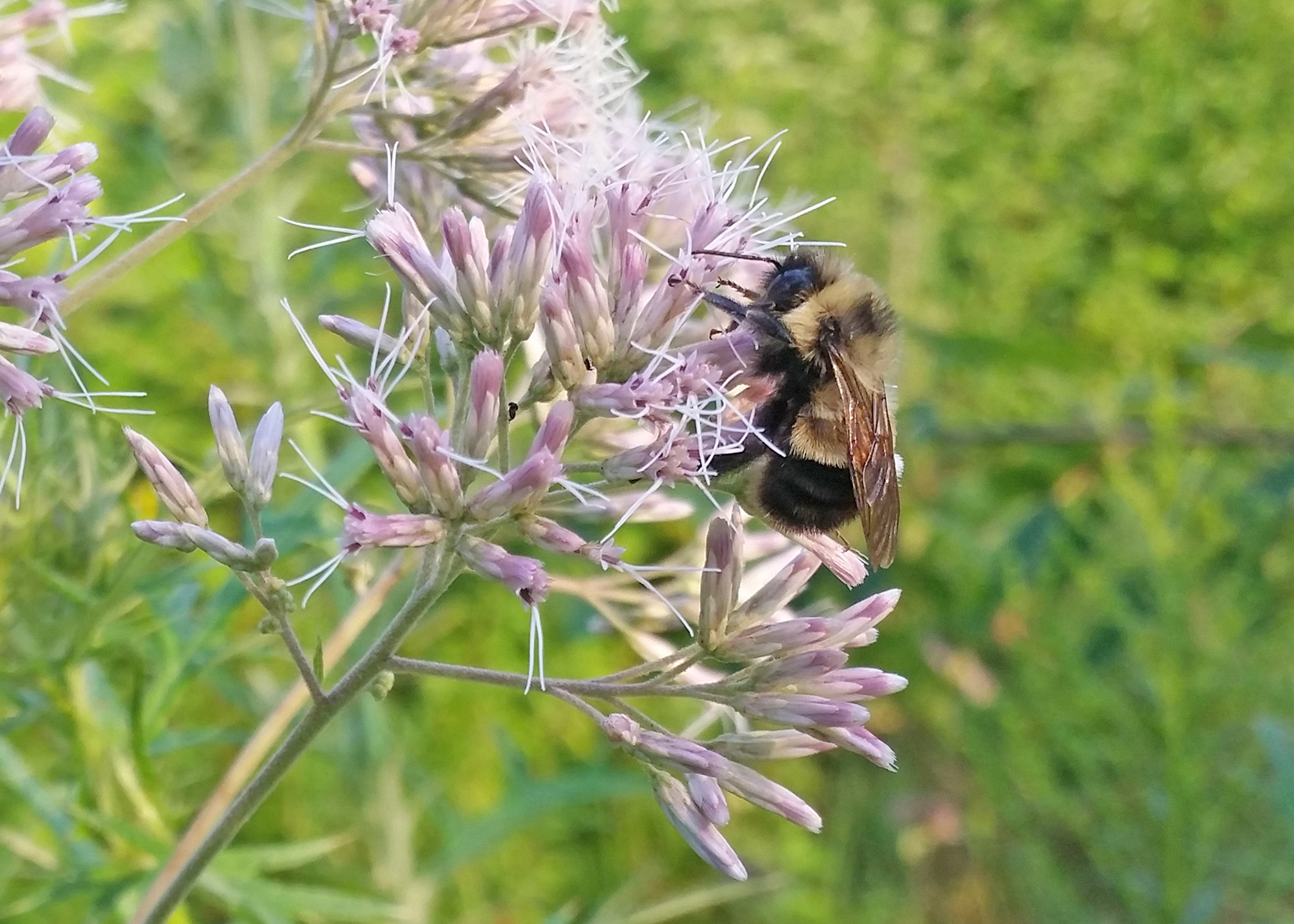 A yellow and black bumble bee with a rusty brown patch of color on its abdomen is drinking nectar from a narrow pink flower