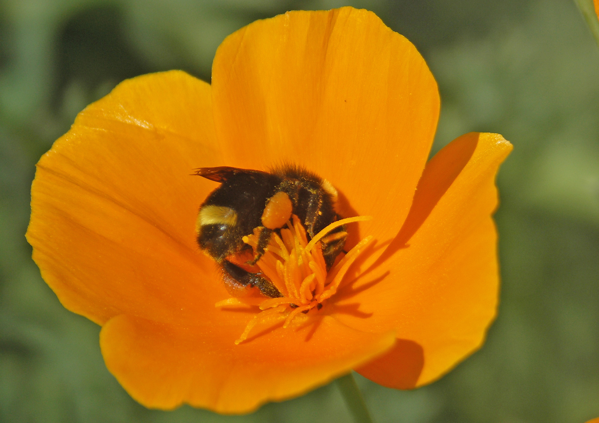A bright golden-orange flower with five petals fills this photograph. In the middle of the flower is a black and yellow bumble bee