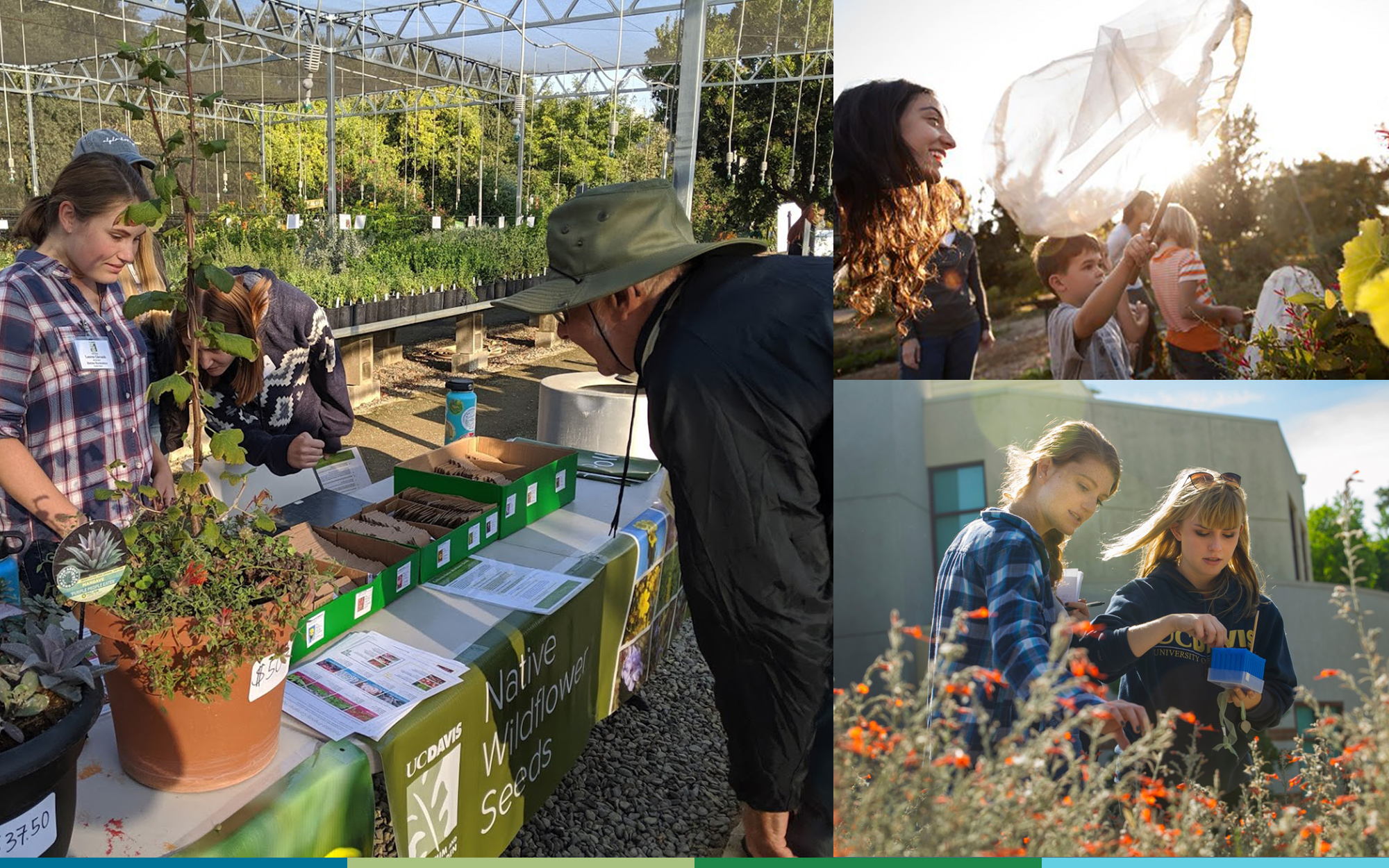 A composite of three images: on the left, a young woman in a plaid shirt watches as a man looks at plants on a table; on the right, a young woman smiles as children use butterfly nets, and two woman survey wildflowers