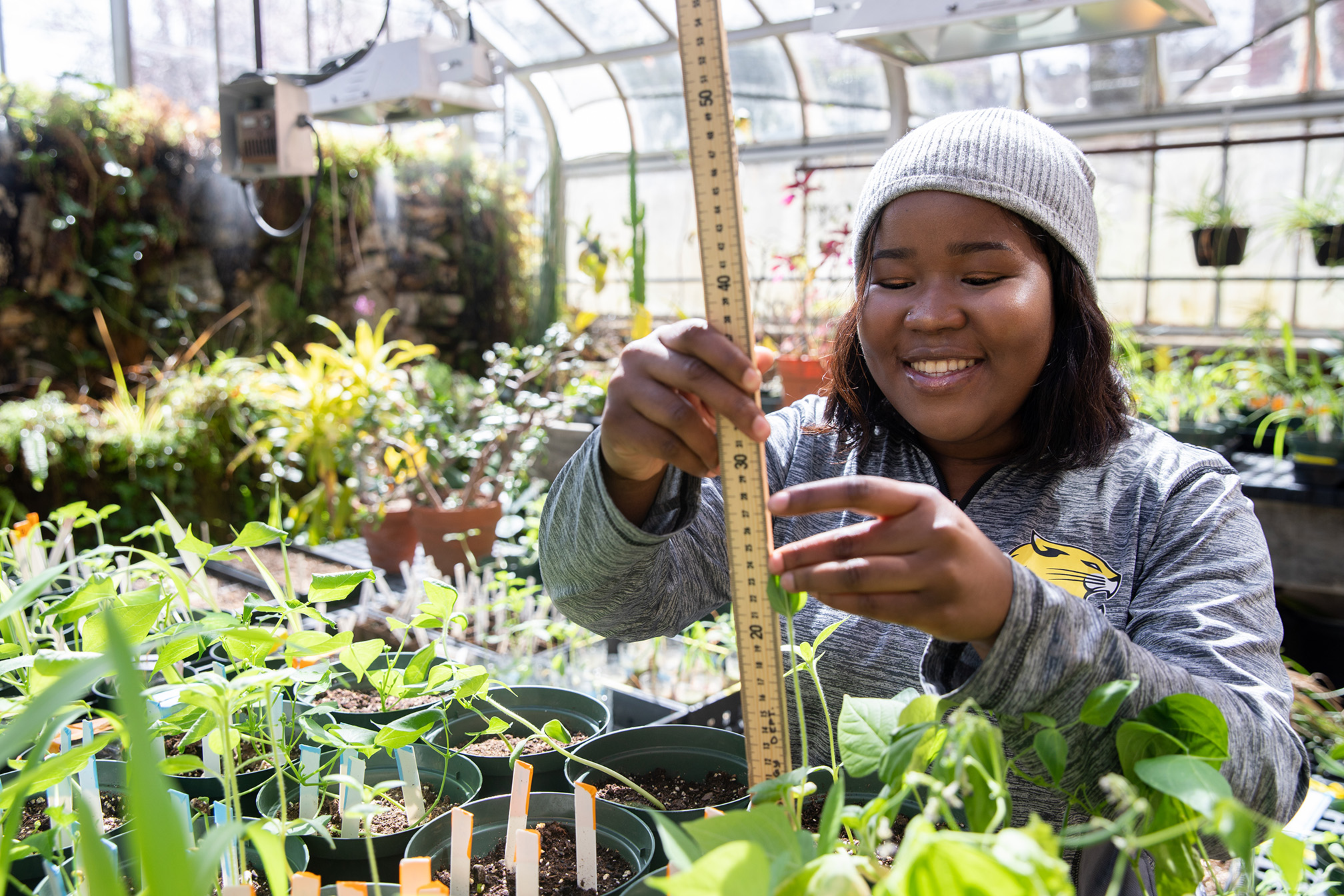 A young woman uses a wooden ruler to measure the height of plants growing in a glasshouse.