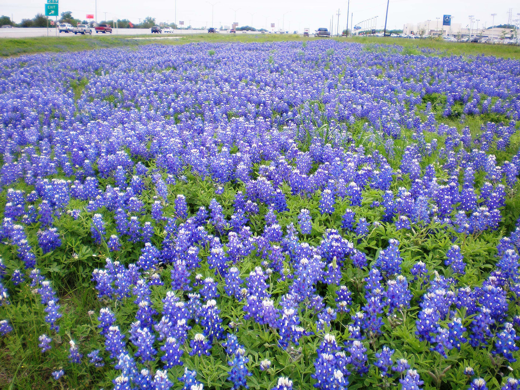A mass of blue-and-white flower heads stretch away from the camera in a roadside field. Vehicles drive by in the distance
