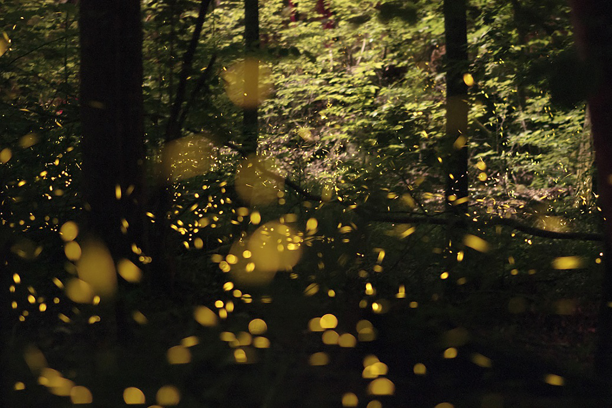 The darkness of a forests in the evening is lit up by hundreds of spots of yellow light, the massed flashes of fireflies