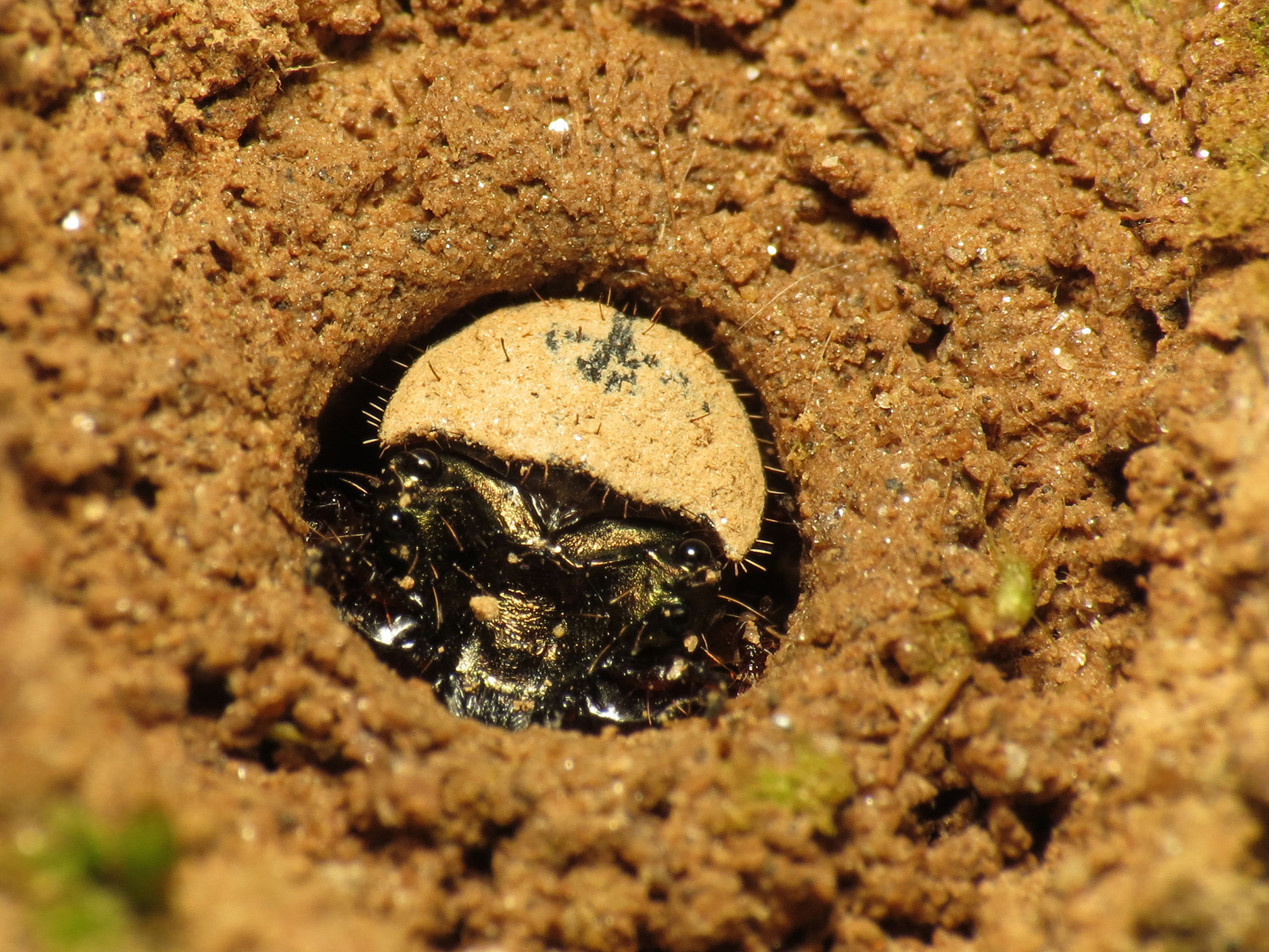 A tiger beetle larva waits in its hole in brown soil, with just its face showing. The hole is circular and its face fills the hole. The upper part of it's face is pale brown with a few hairs. The lower part of it's face is black and shiny.