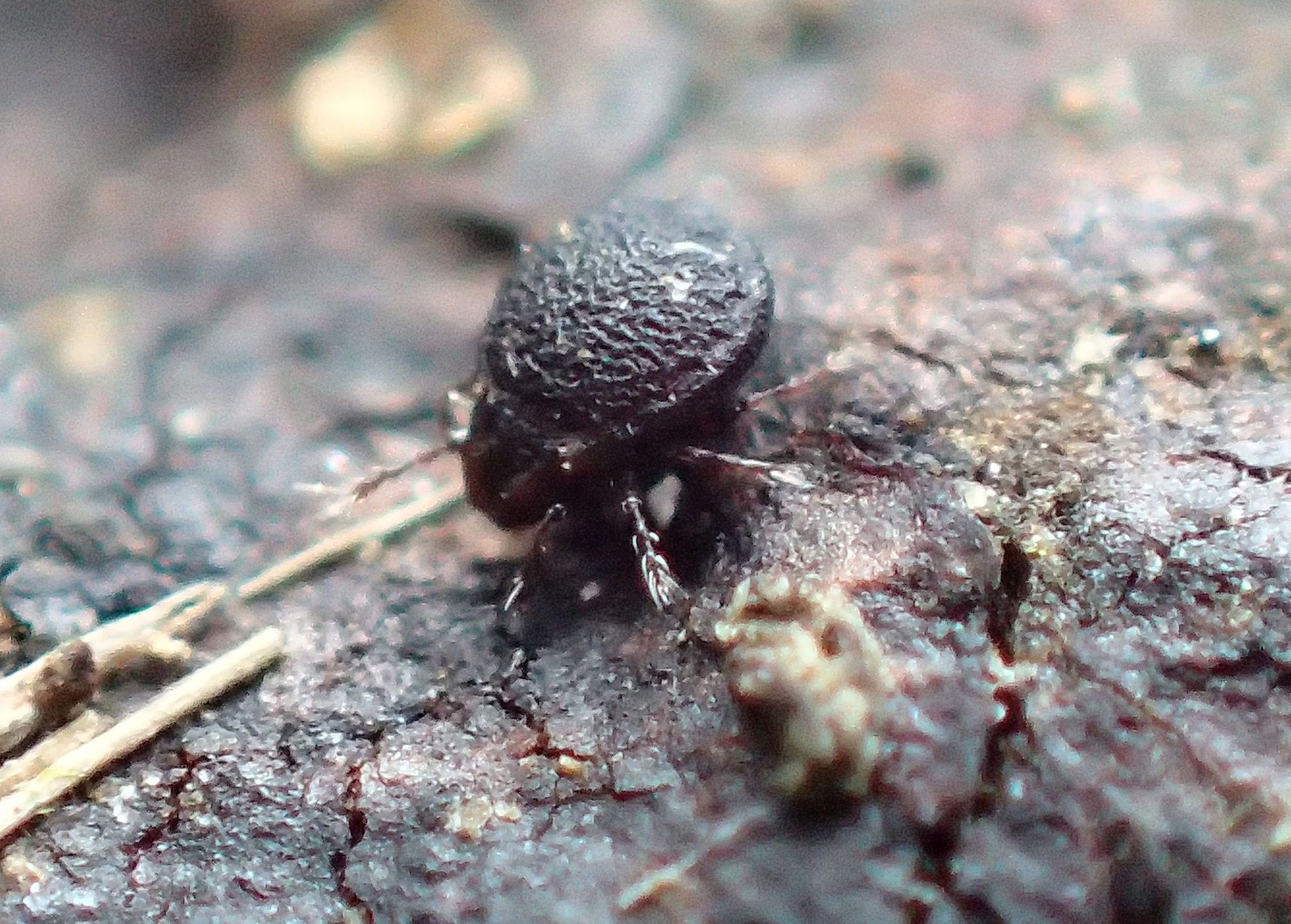 A soil mite. The mite is a very dark color, almost black, and has eight legs. The body is round with a very rough surface covered in irregular ridges. It is walking across soil. 