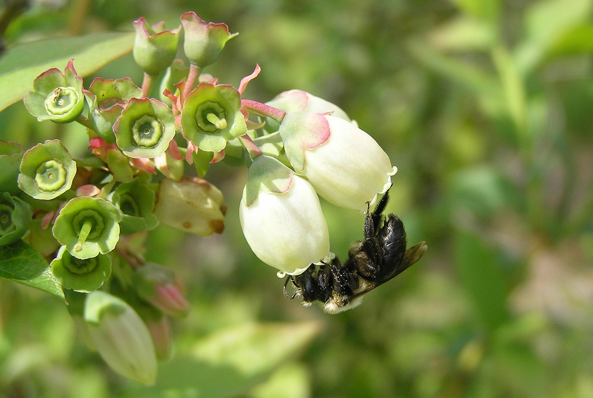 A bee foraging on blueberry flowers. The flowers are white and bell-shaped. The bee is black with pale brown hair on the font part of it's body. It is upside down, hanging from the opening of the flowers.