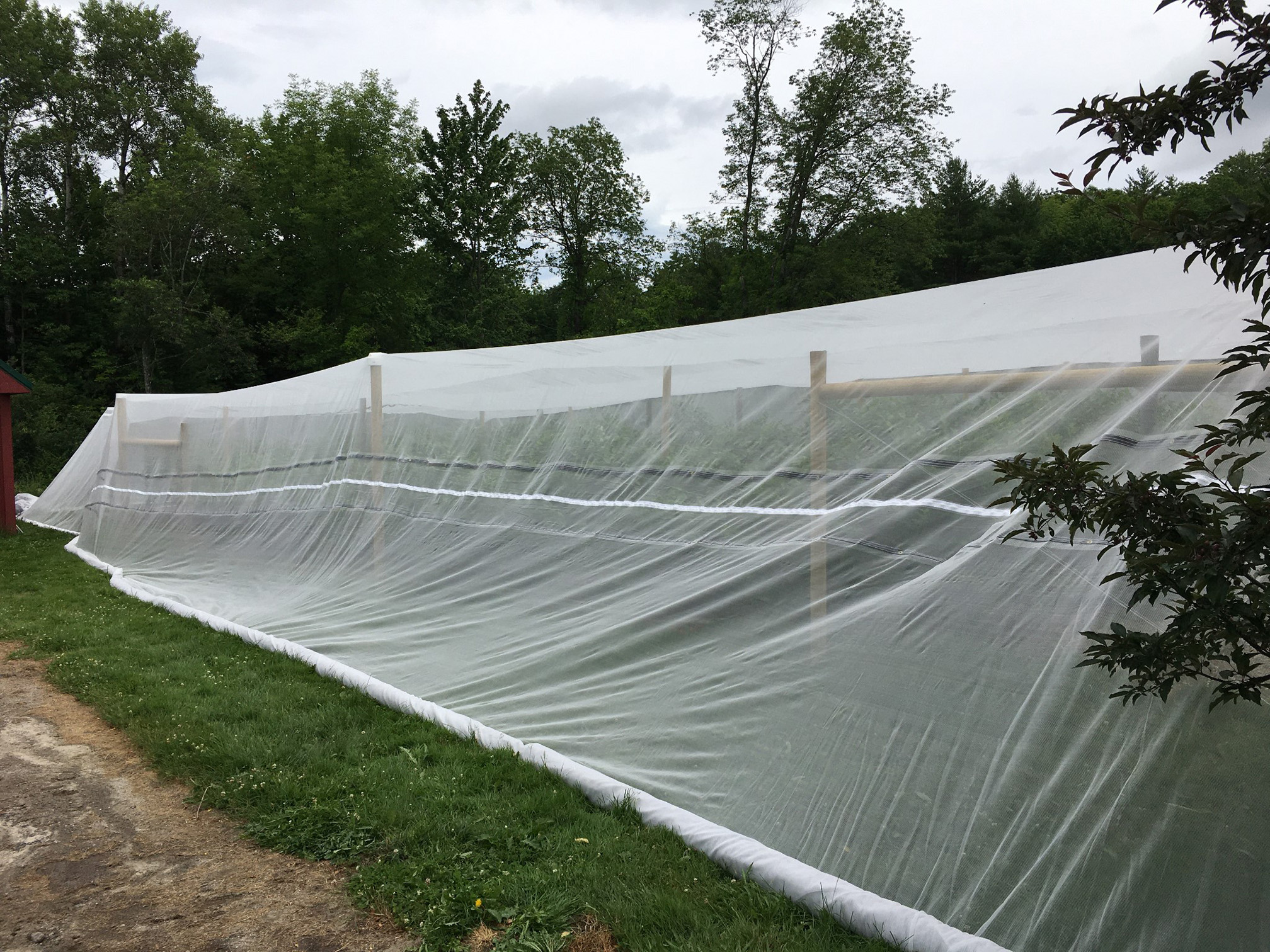 White-colored, very fine netting covers a blueberry field. The netting is supported by brown wodden posts, which can be seen through the netting. Behind the netting is a row of trees with green leaves along the edge of the farm field.
